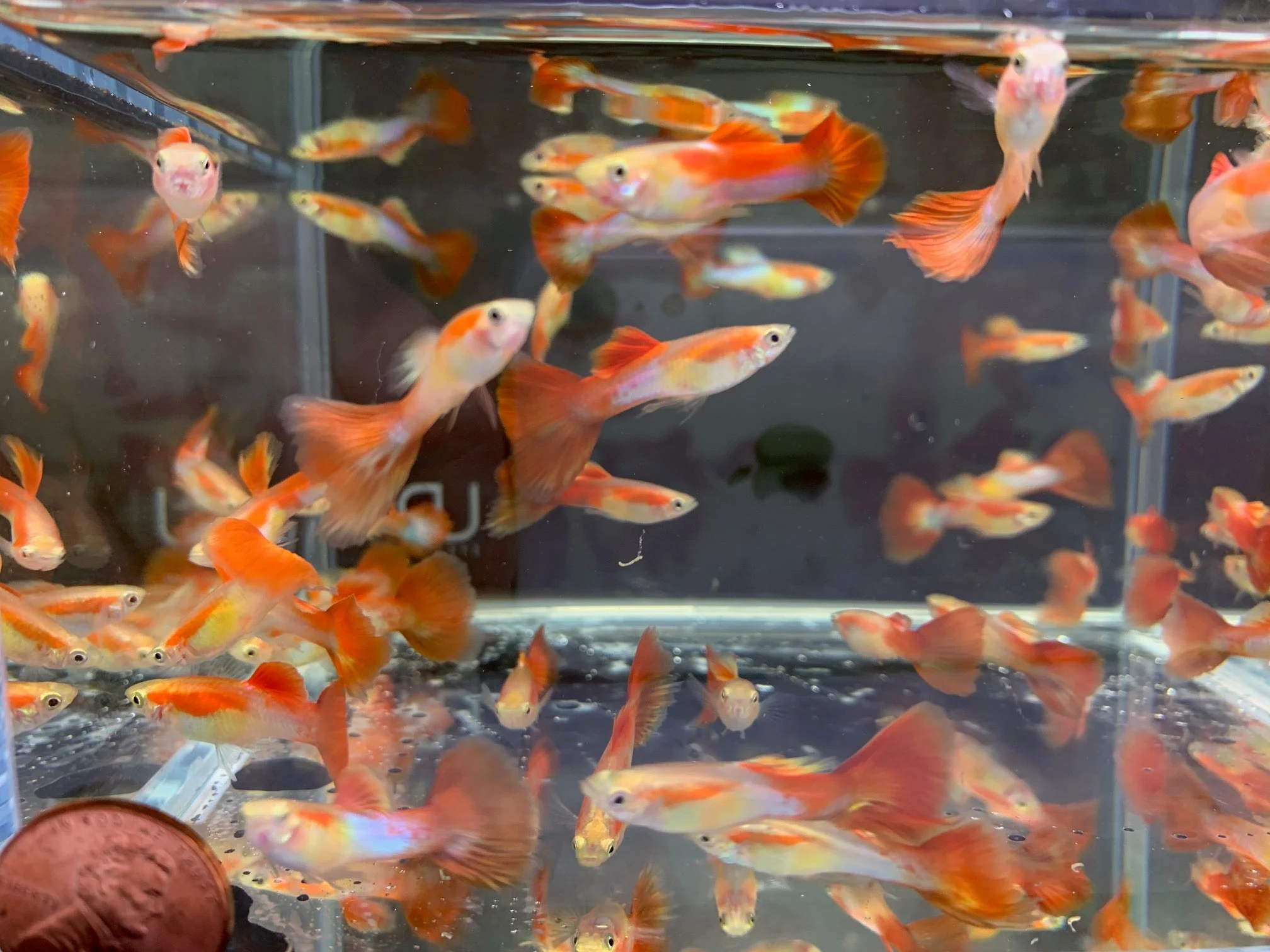 Japanese Red Tail Guppy Males - Image 2