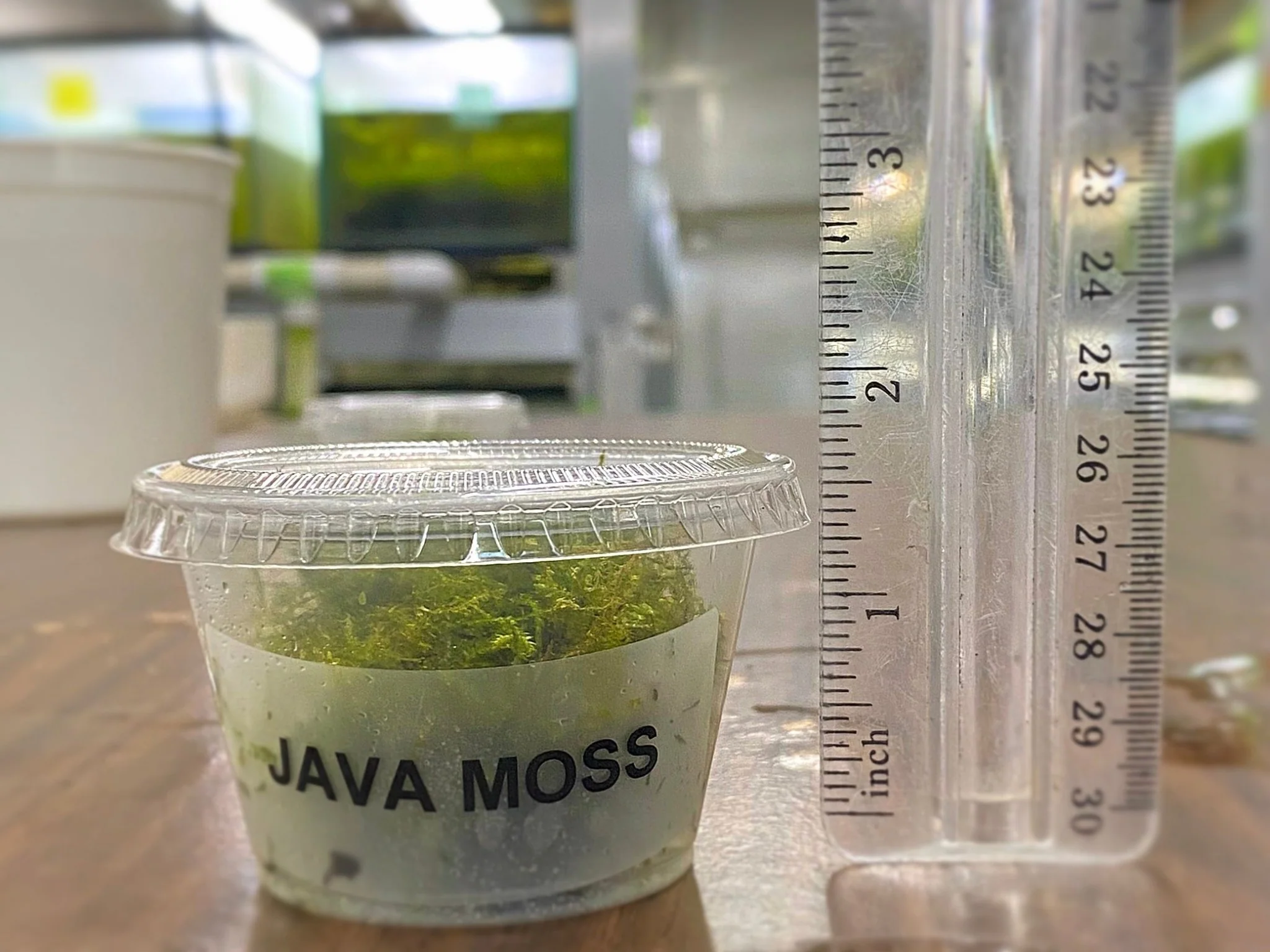 Java Moss - Image 2
