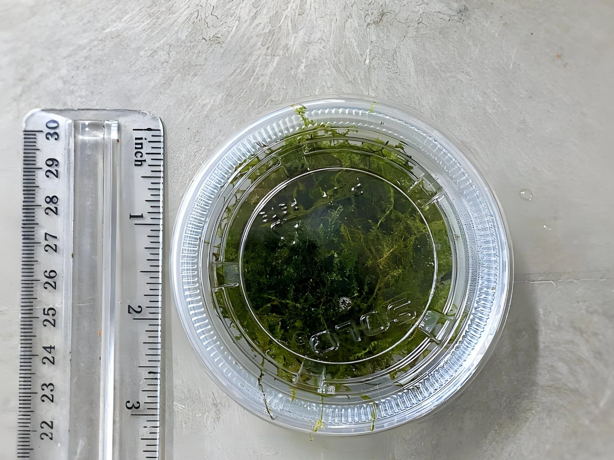 Java Moss - Image 3