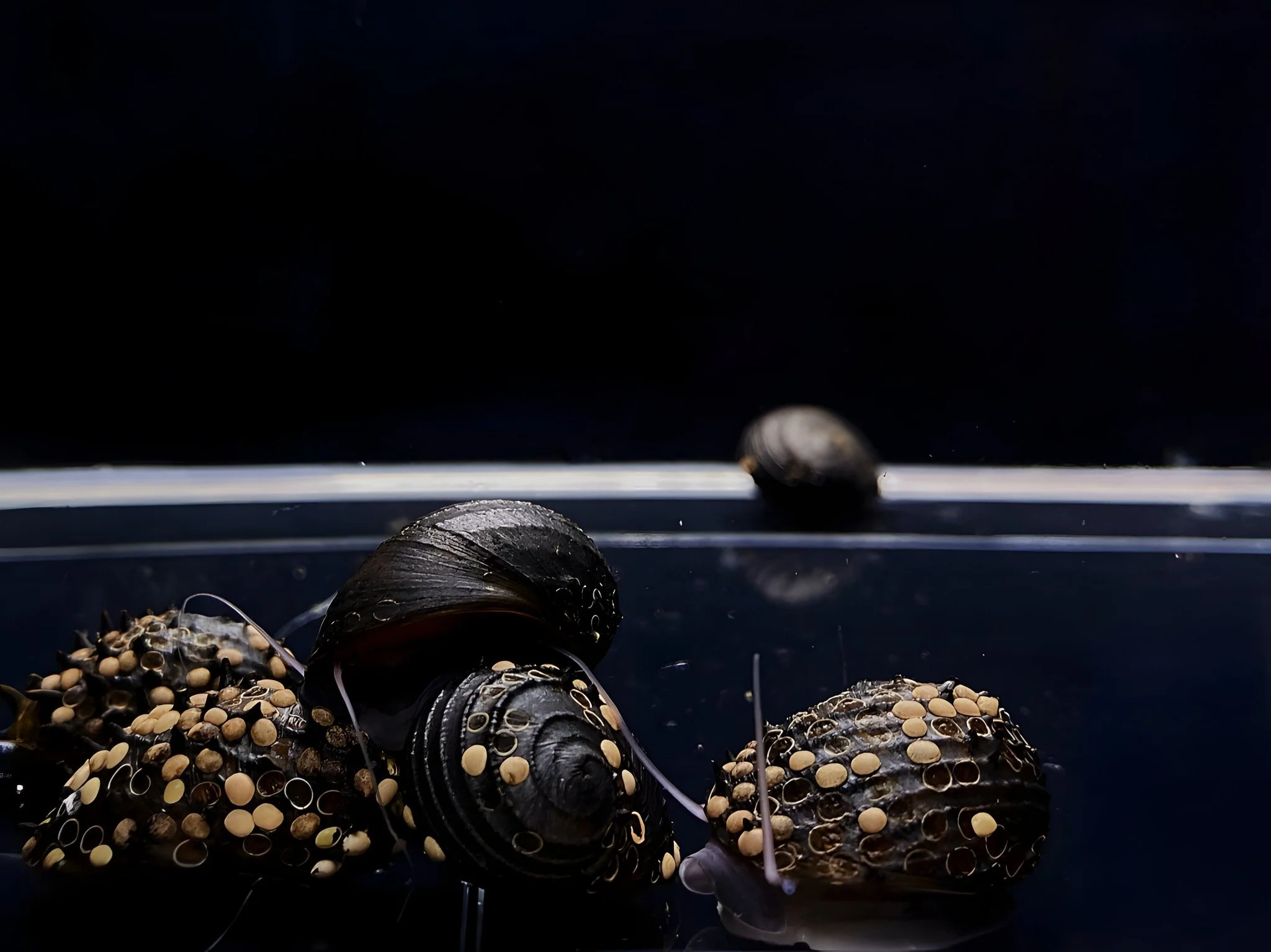 Assorted King Koopa Nerite Snail