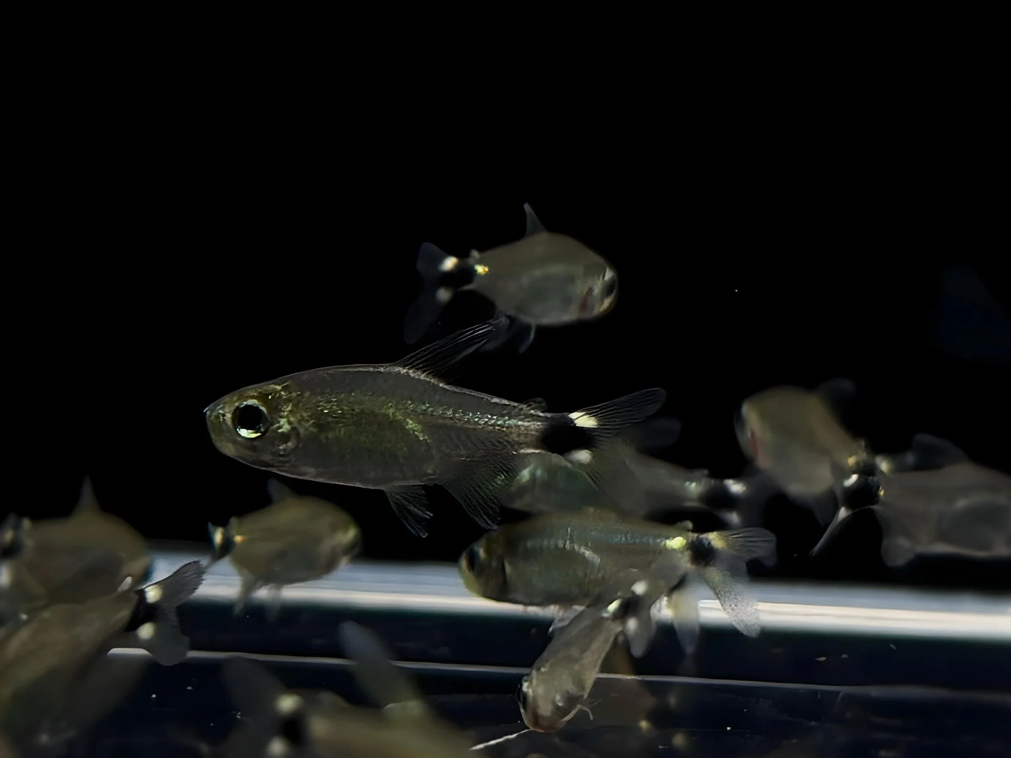 Kitty Tetra