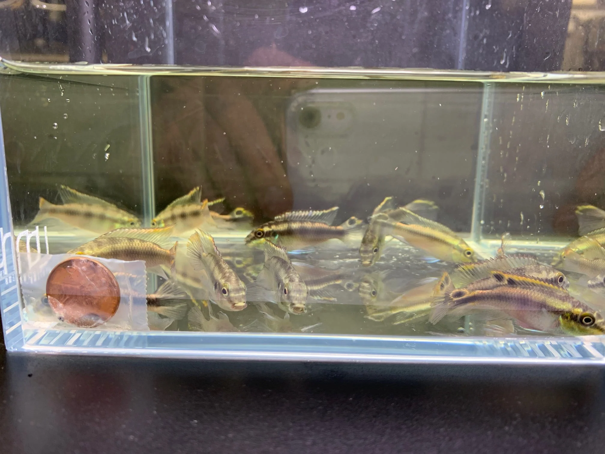 Kribensis