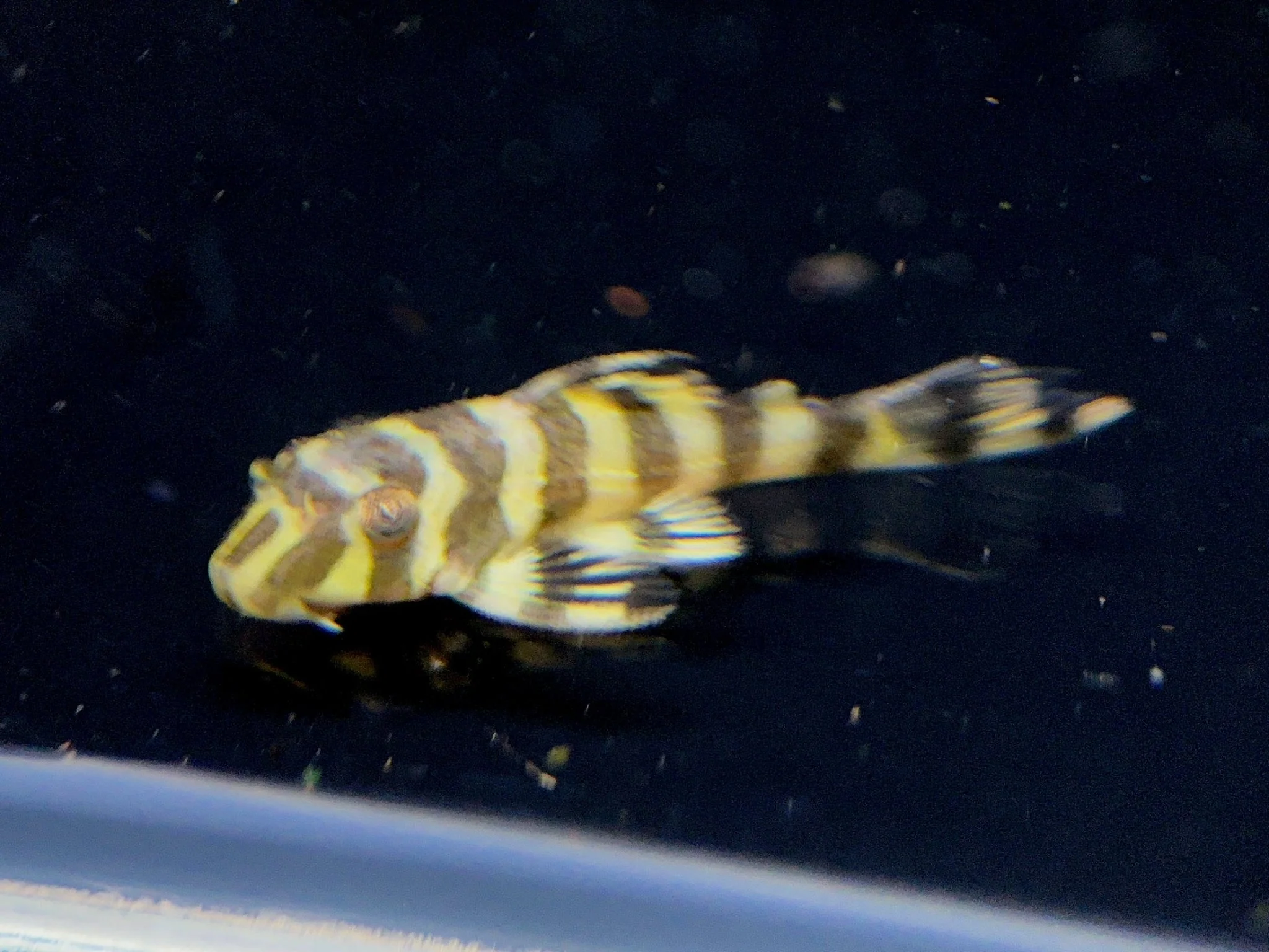 L134 Leopard Frog Pleco