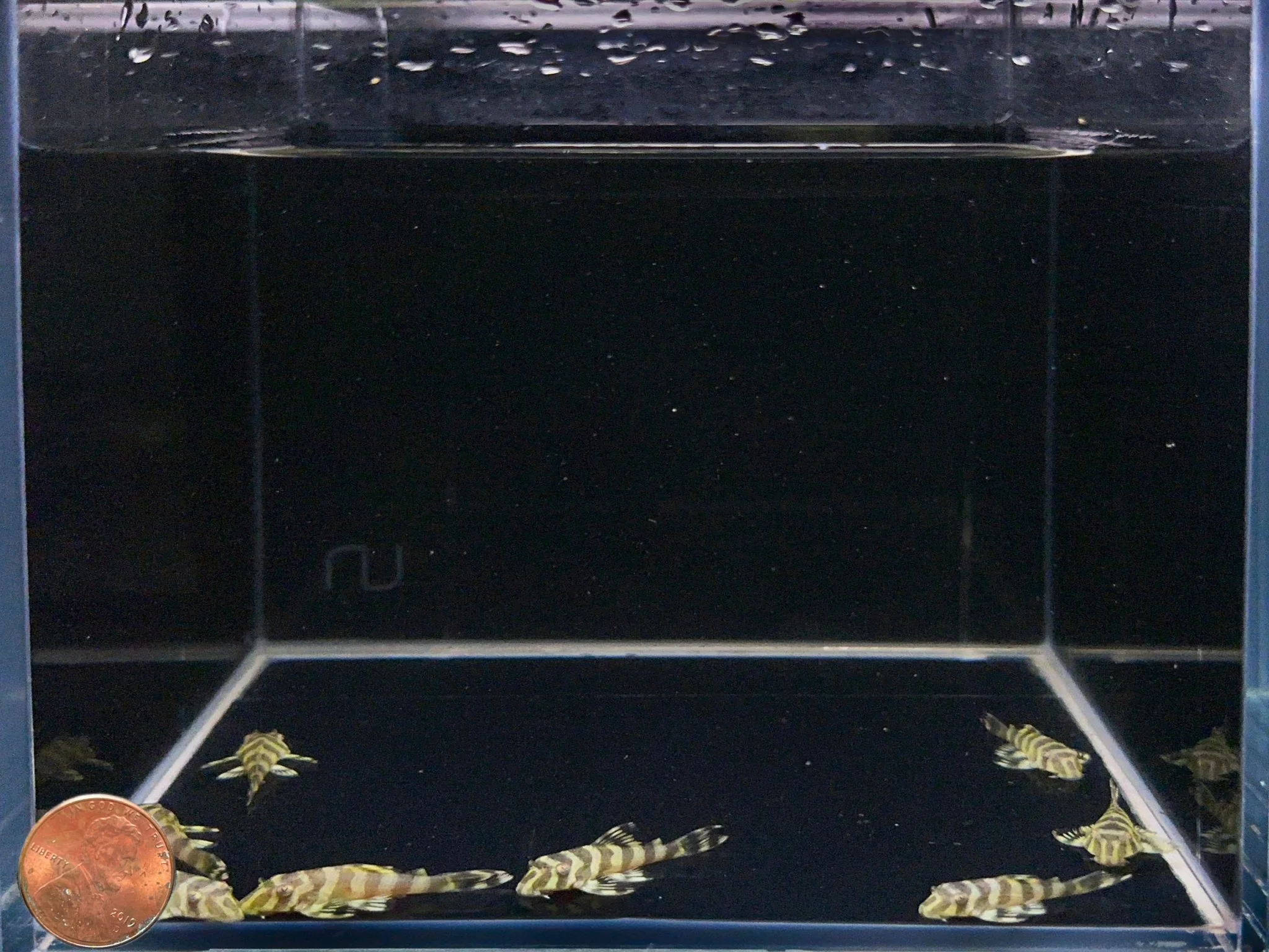 L134 Leopard Frog Pleco - Image 2