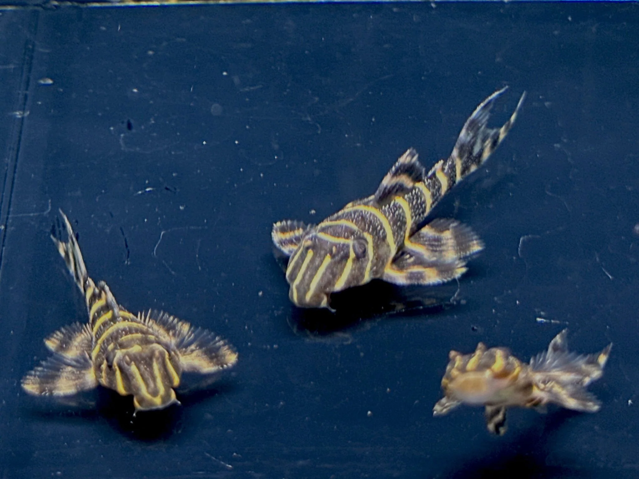 L204 Flash Pleco (1.0-1.5")