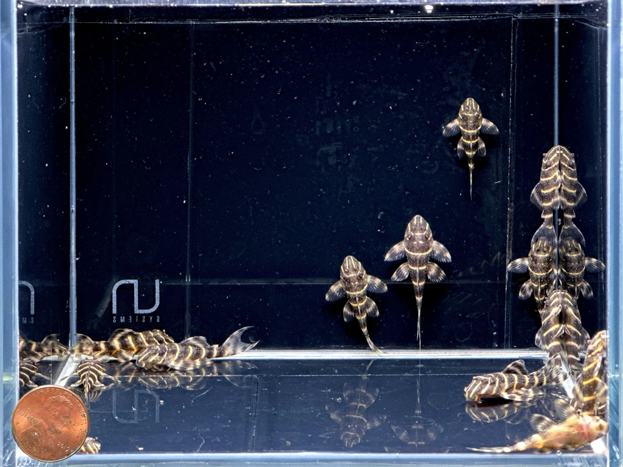 L204 Flash Pleco (1.0-1.5") - Image 2