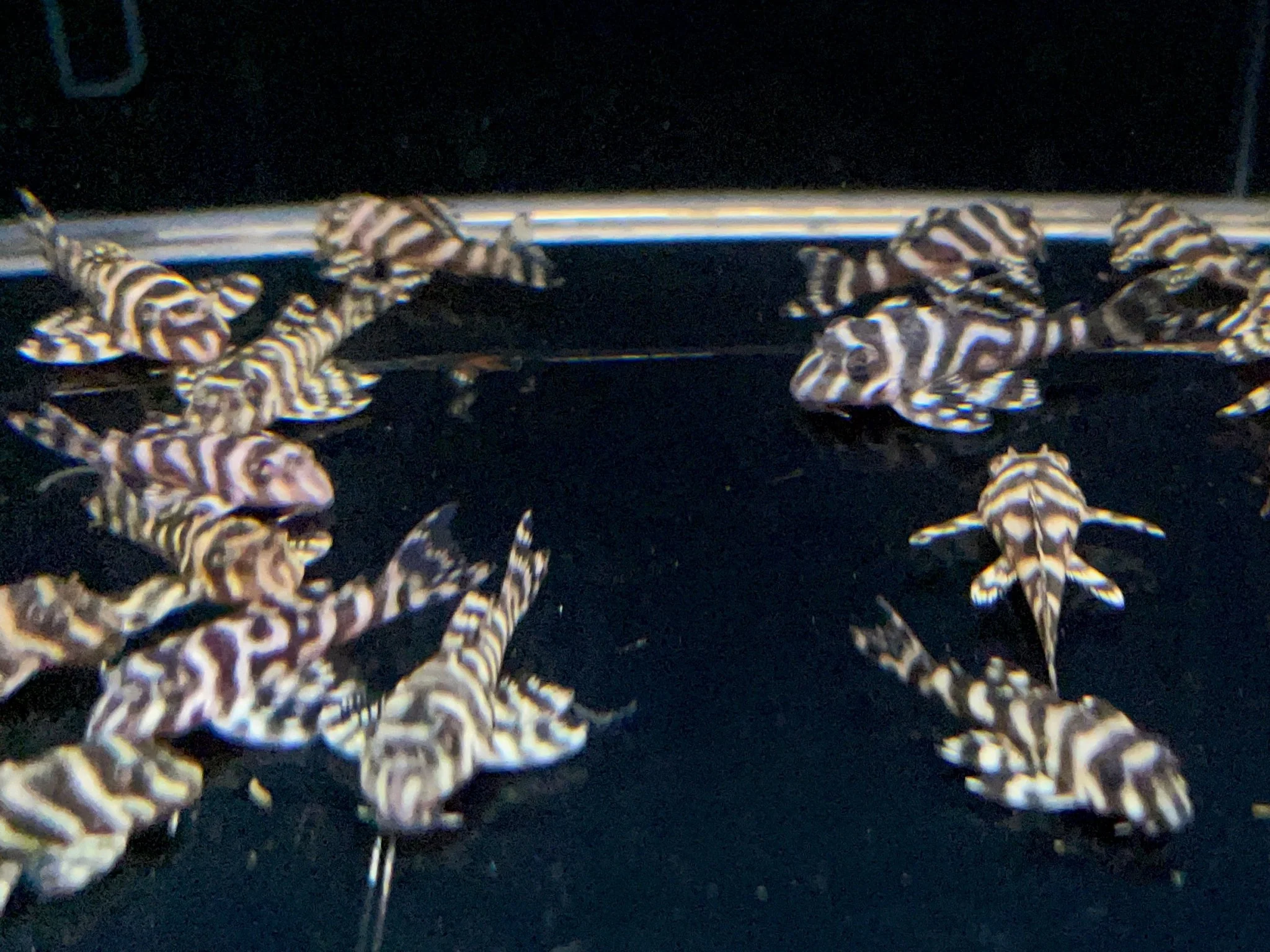 L333 Yellow King Tiger Pleco (1.5")