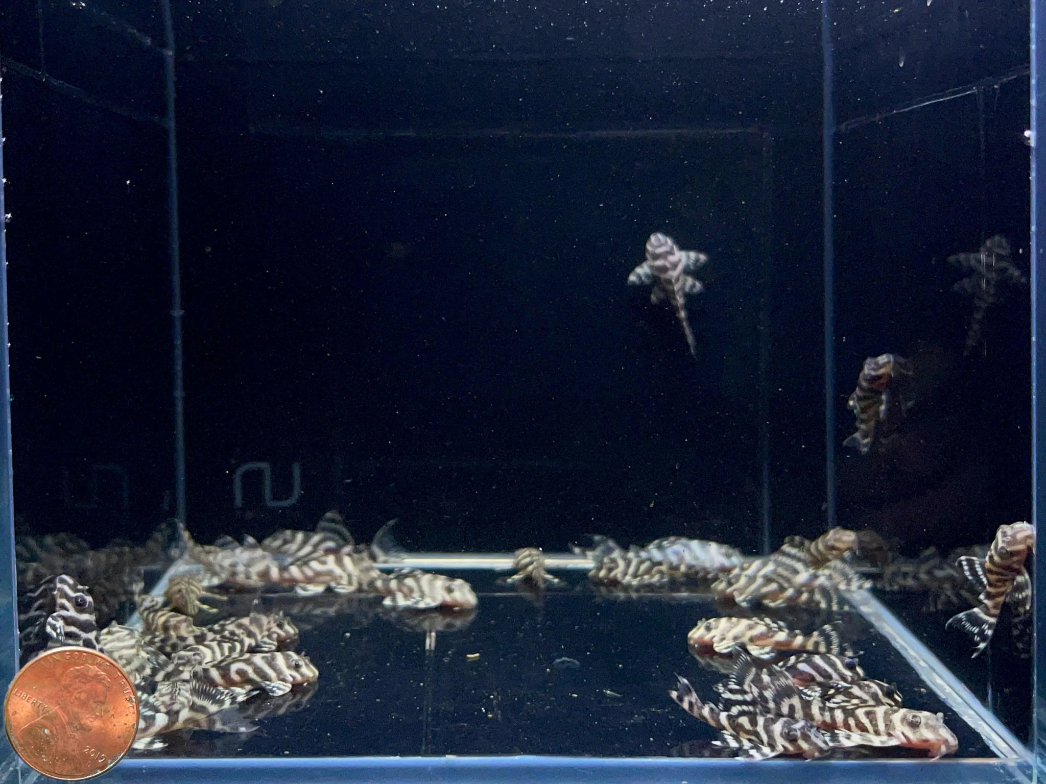 L333 Yellow King Tiger Pleco (1.5") - Image 2