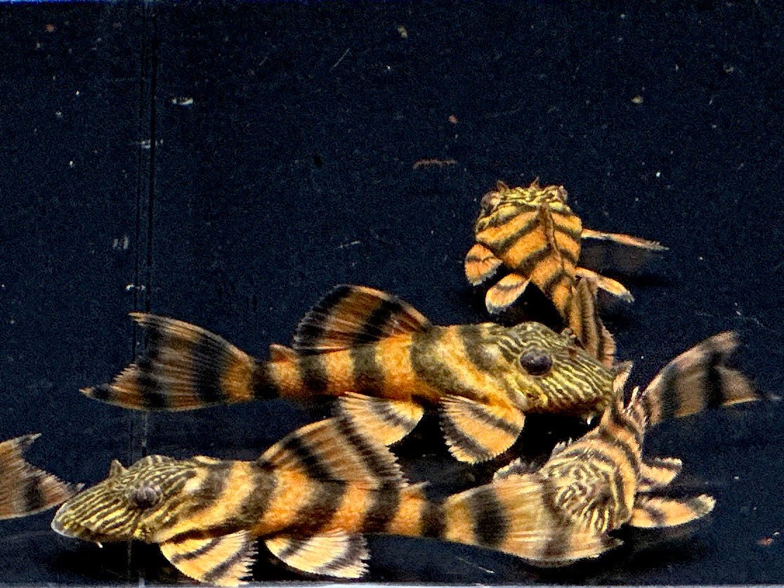 L397 Alenquer Tiger Pleco