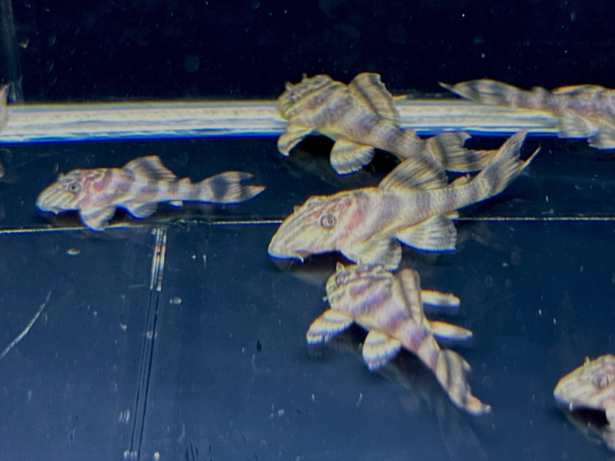 L398 Tankei Pleco (1.0-1.5")