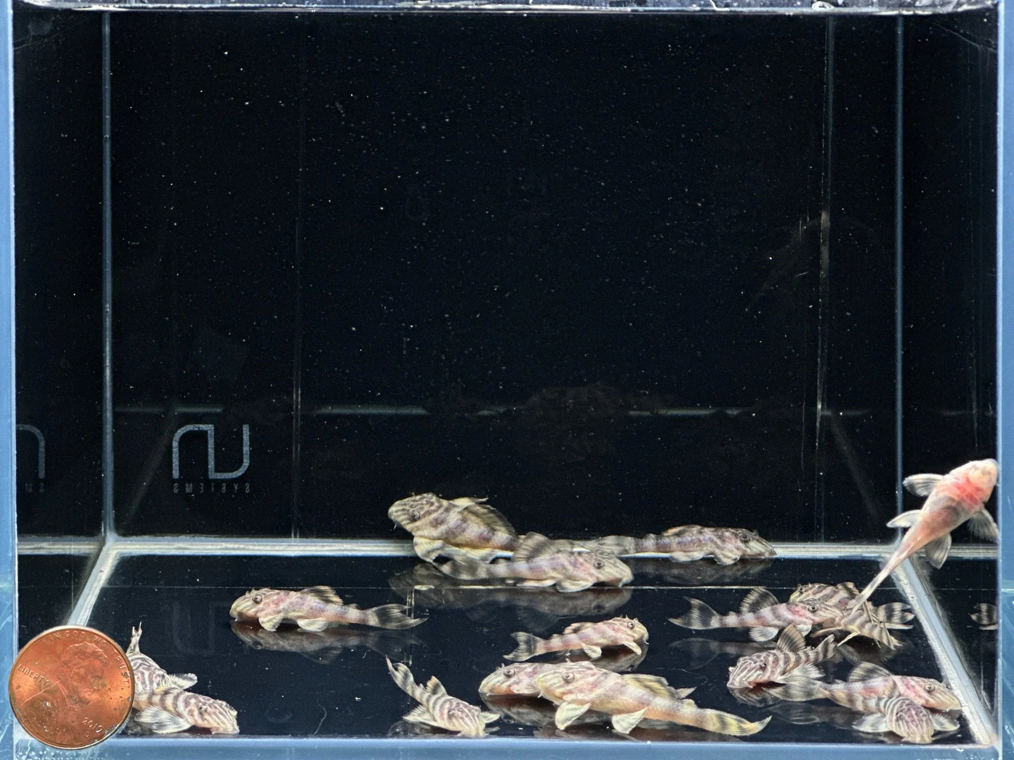 L398 Tankei Pleco (1.0-1.5") - Image 2