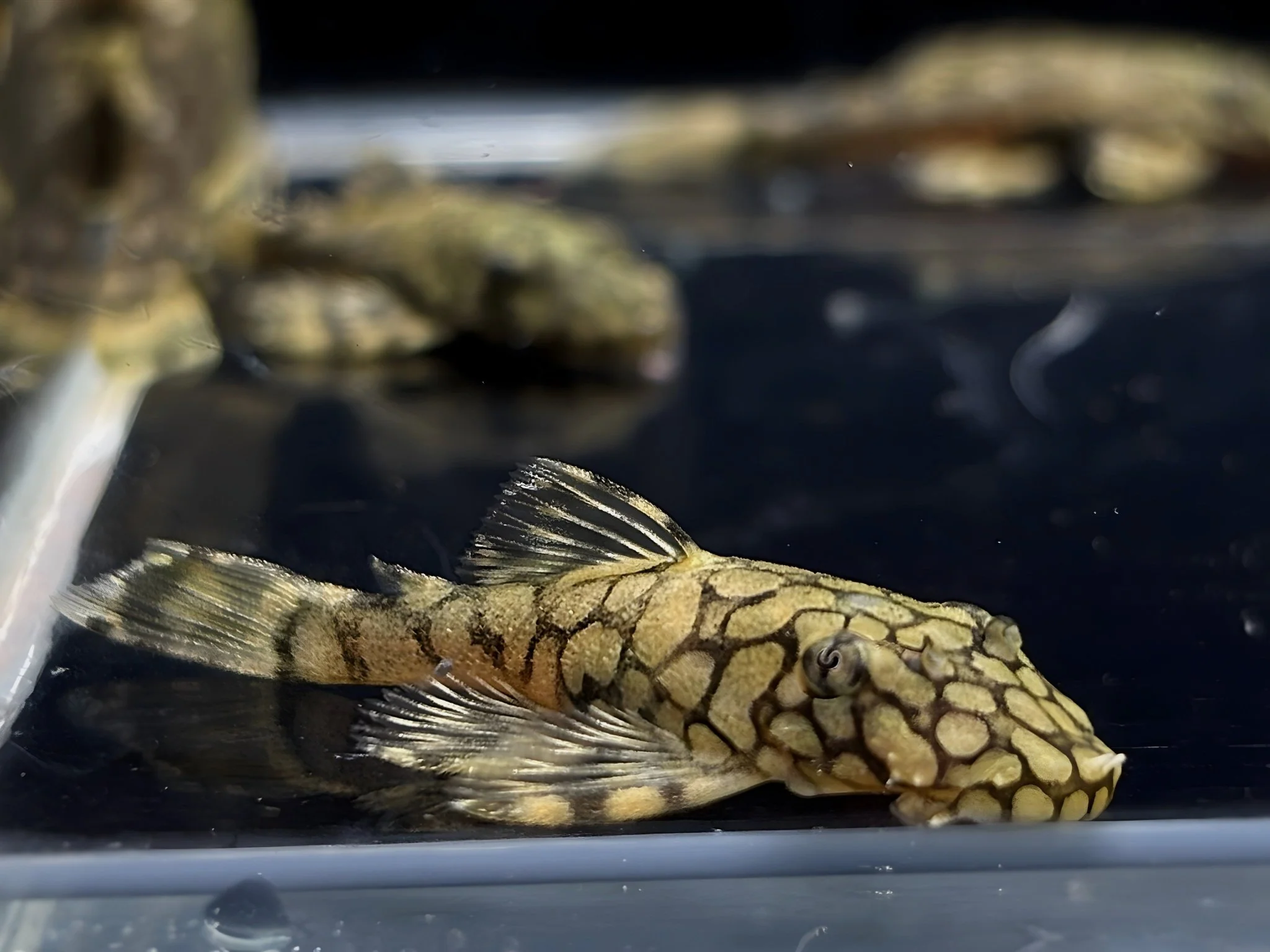 L519 Honeycomb Bristlenose Pleco (Size Small)