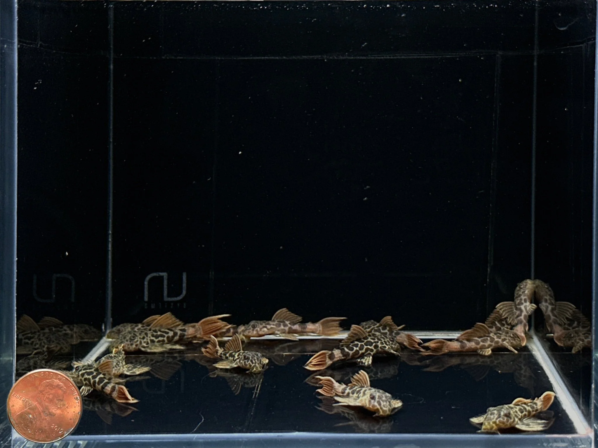 L600 Leopard Cactus Pleco - Image 2