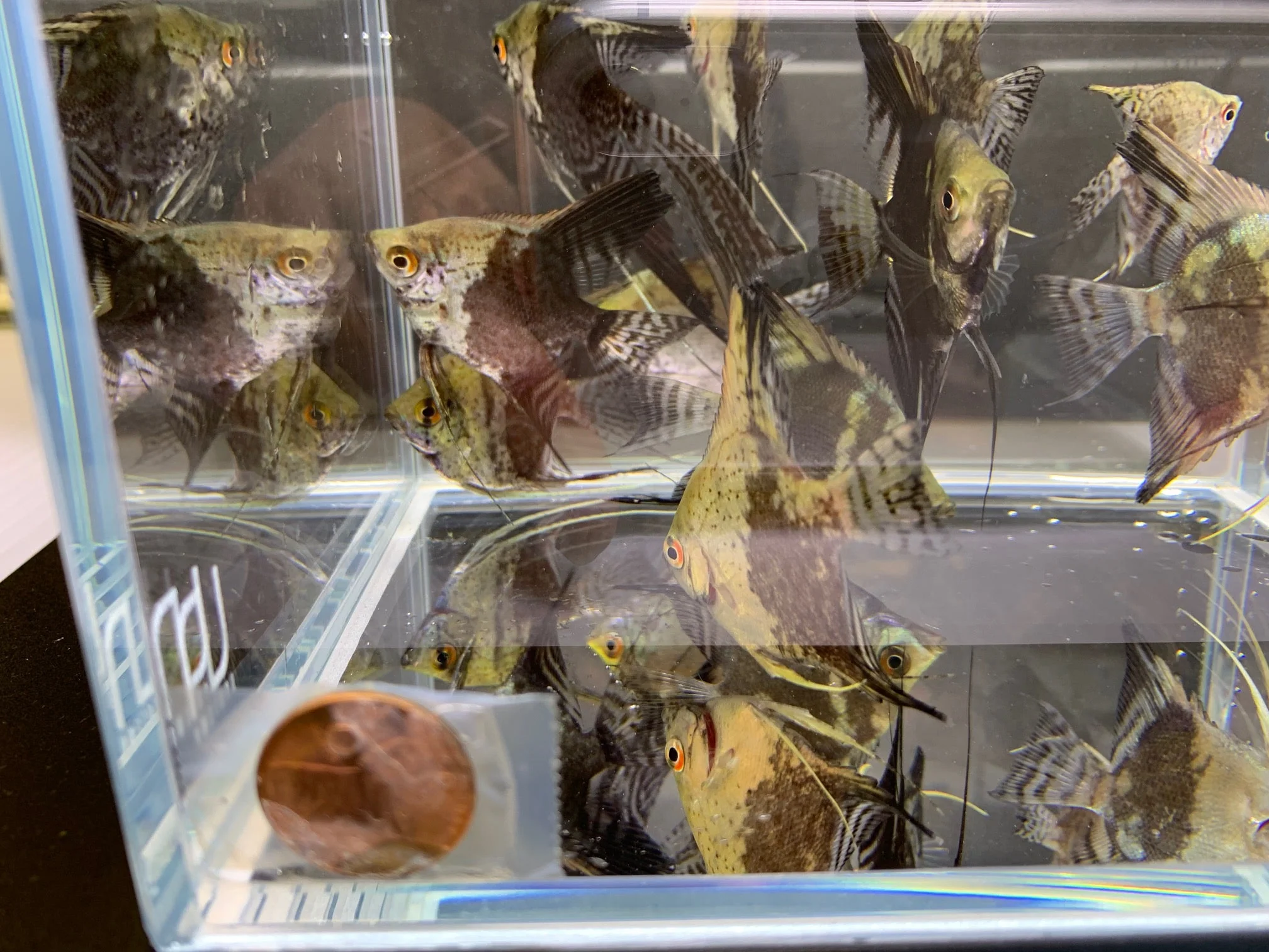 Leopard Angelfish