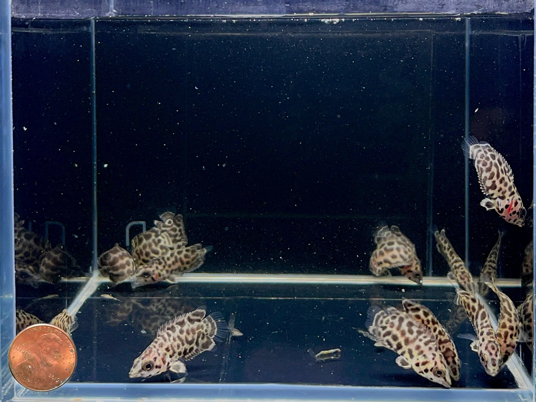 Leopard Ctenopoma - Image 2