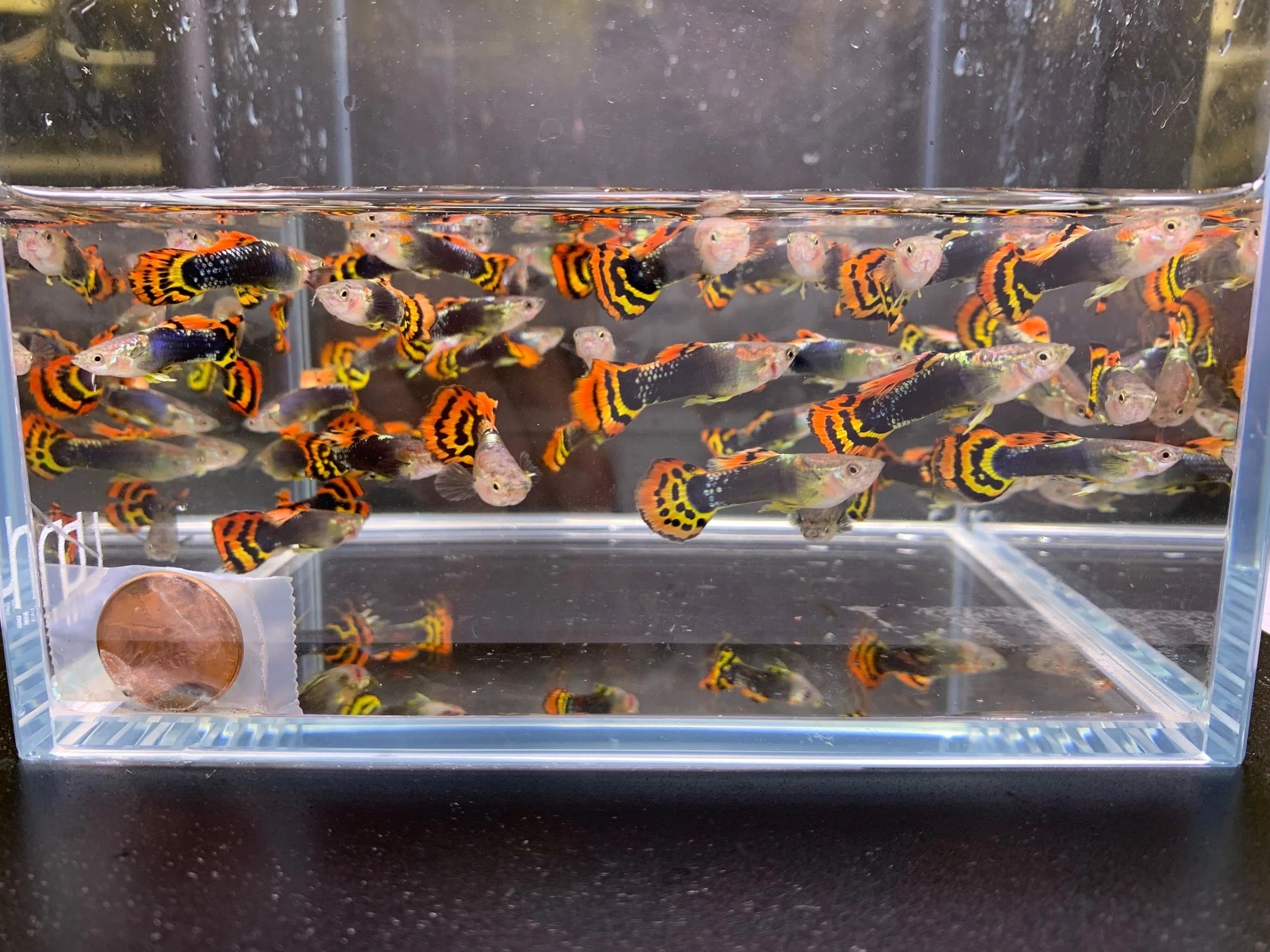 Leopard Tux Guppy Males