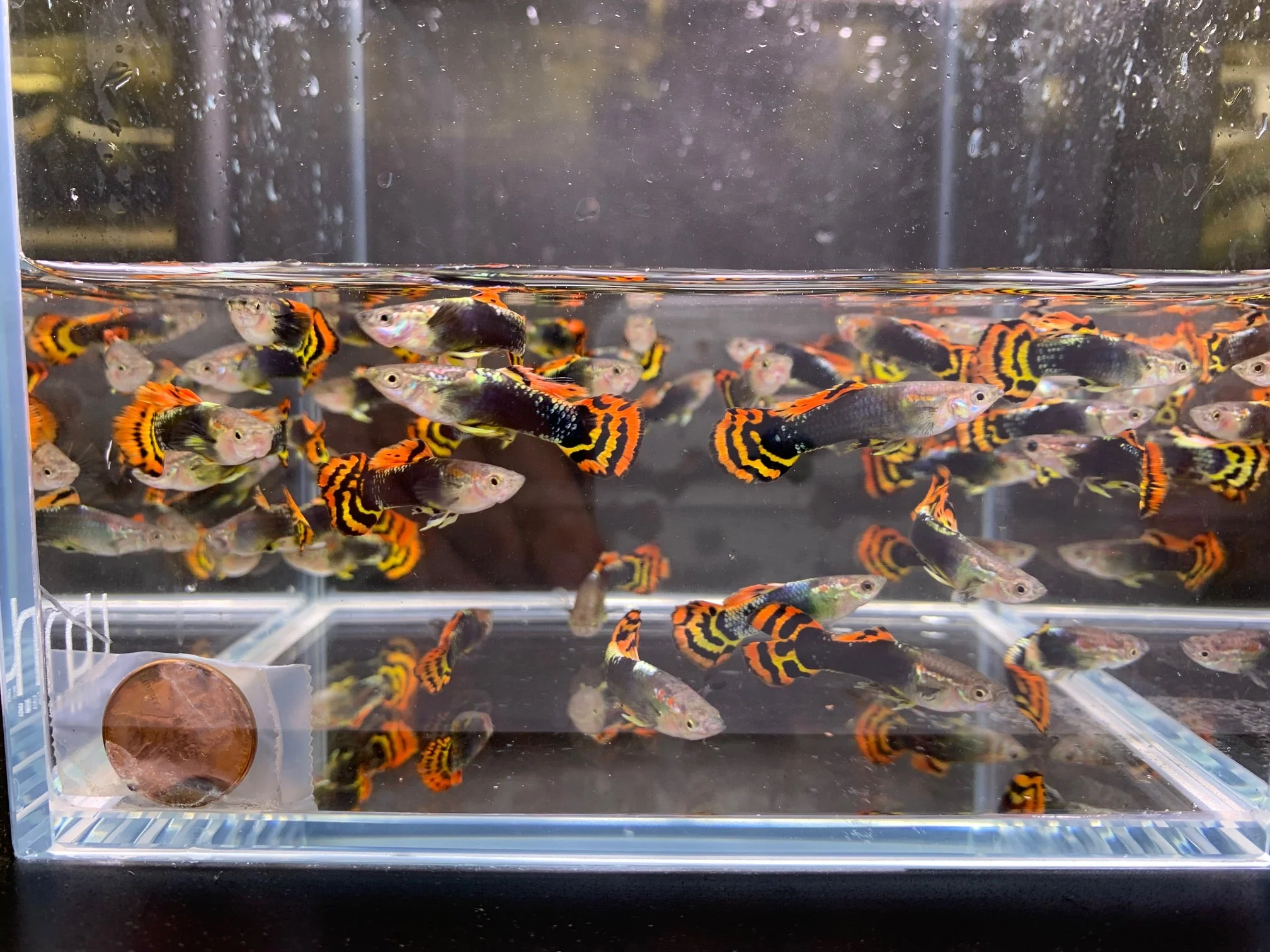 Leopard Tux Guppy Males - Image 2