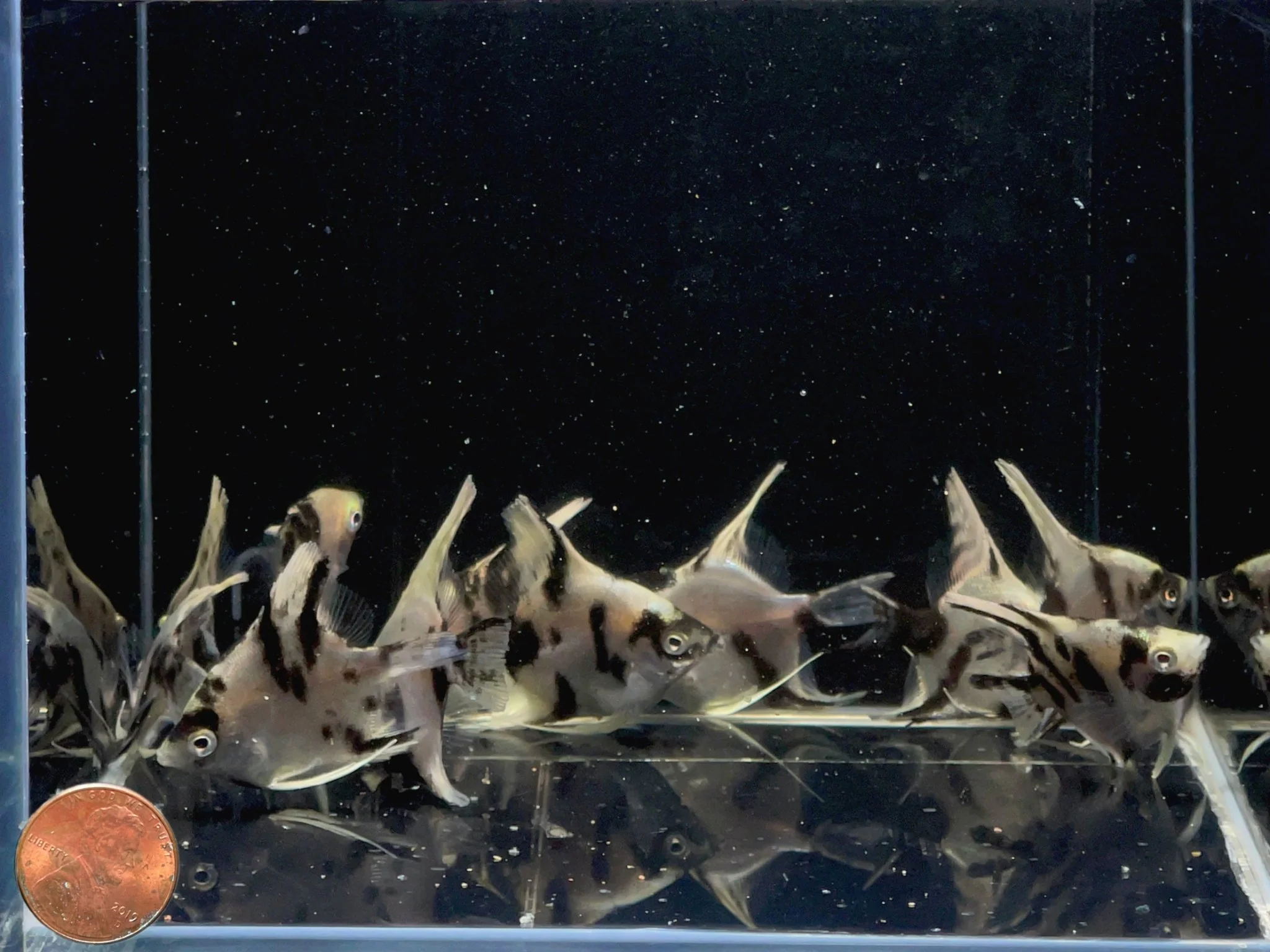 Light Marble Angelfish - Image 2