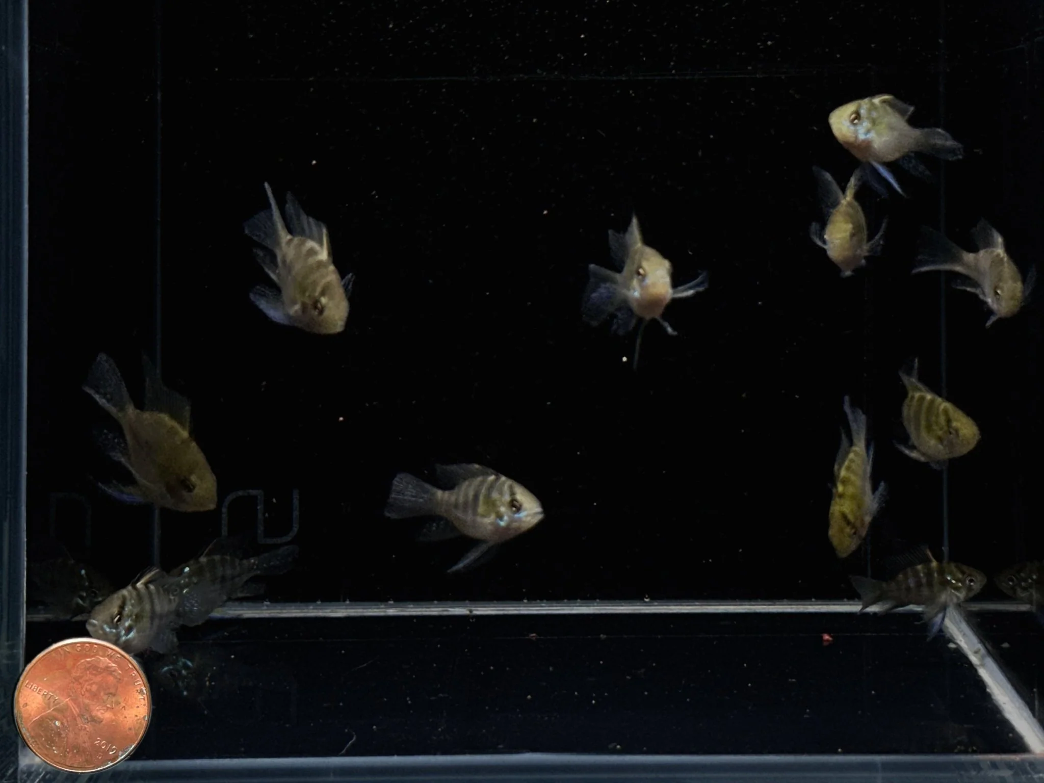 Longfin Blue Balloon Ram - Image 2