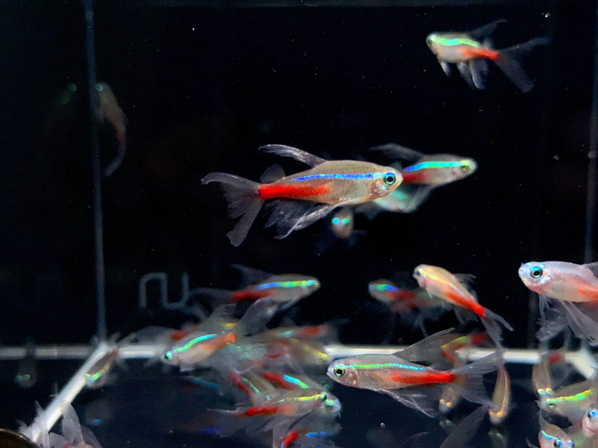 Double Longfin Neon Tetra