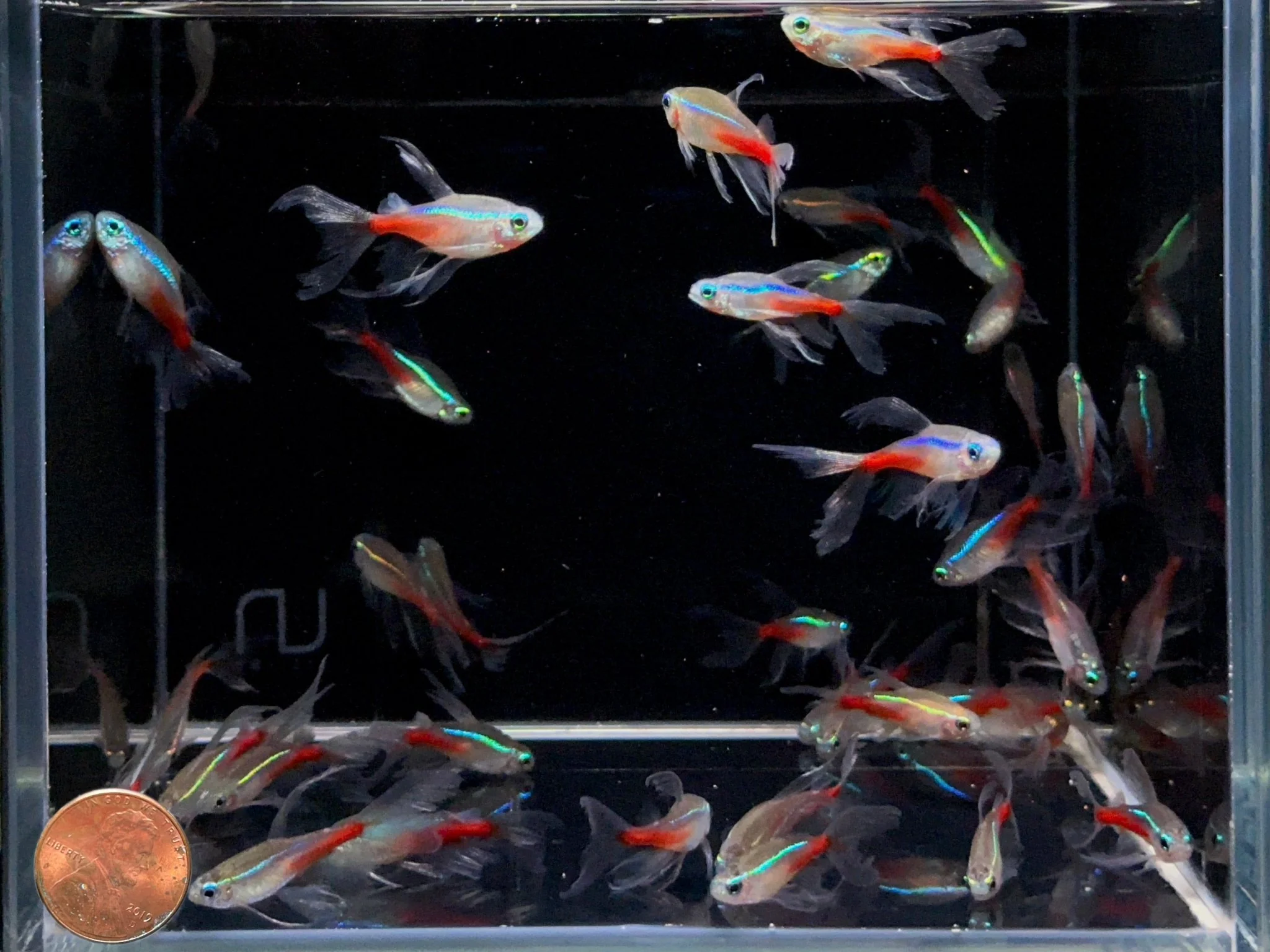 Double Longfin Neon Tetra - Image 2