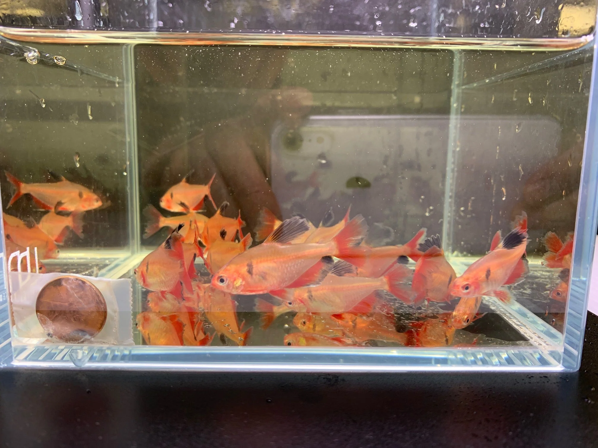 Longfin Serpae Tetra