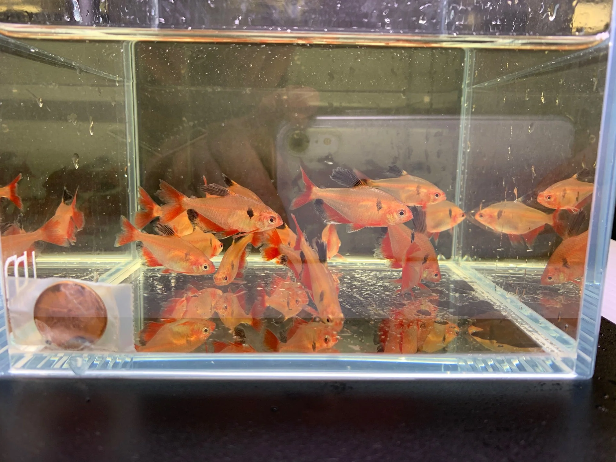 Longfin Serpae Tetra - Image 2