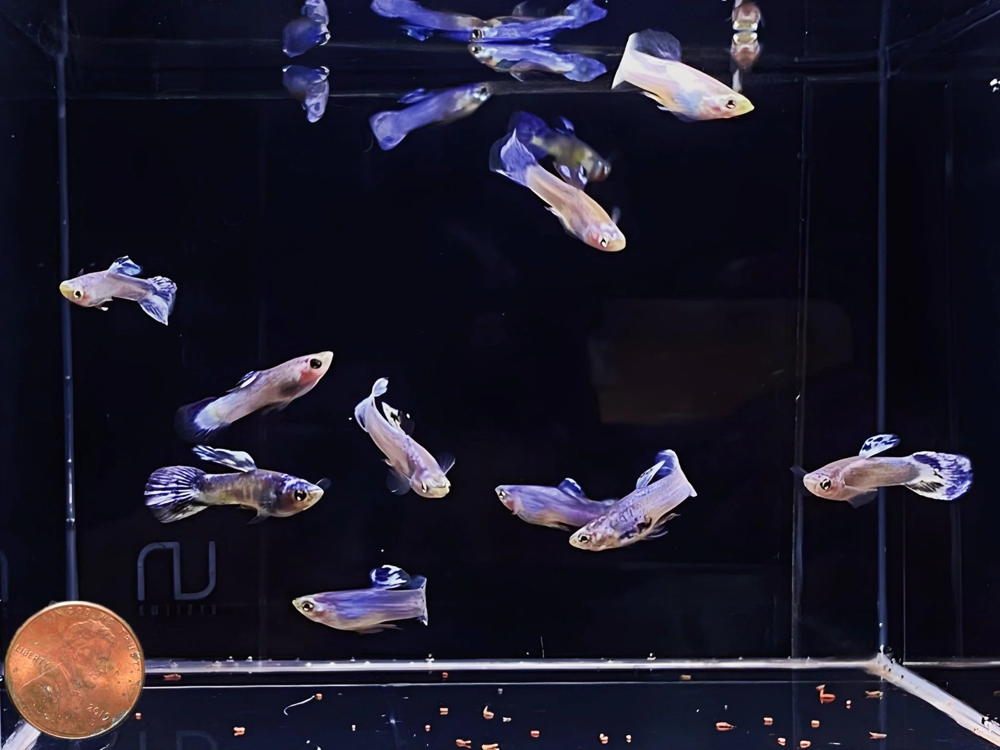 Luminous Purple Guppy Males - Image 2