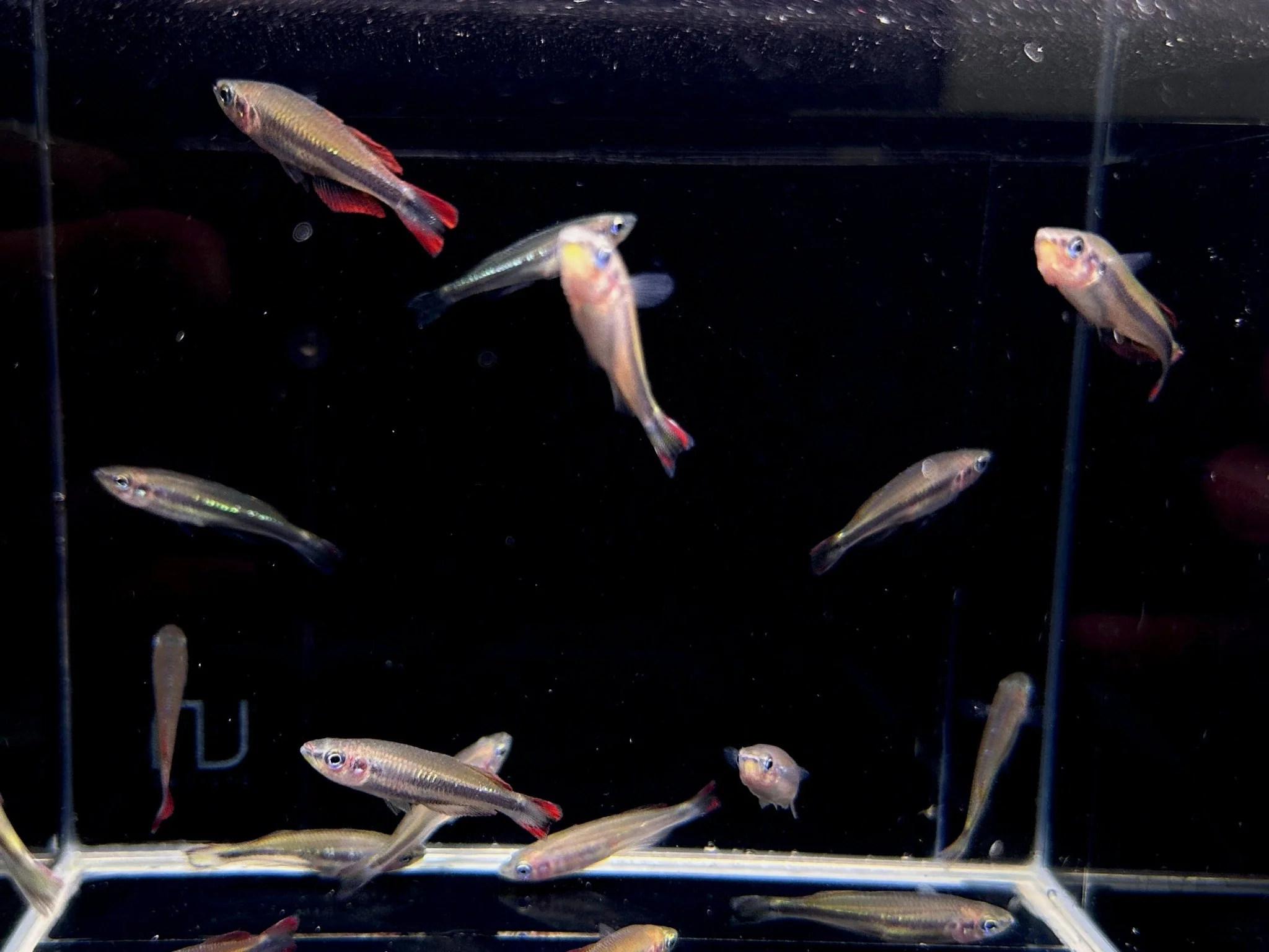 Madagascar Rainbow Fish