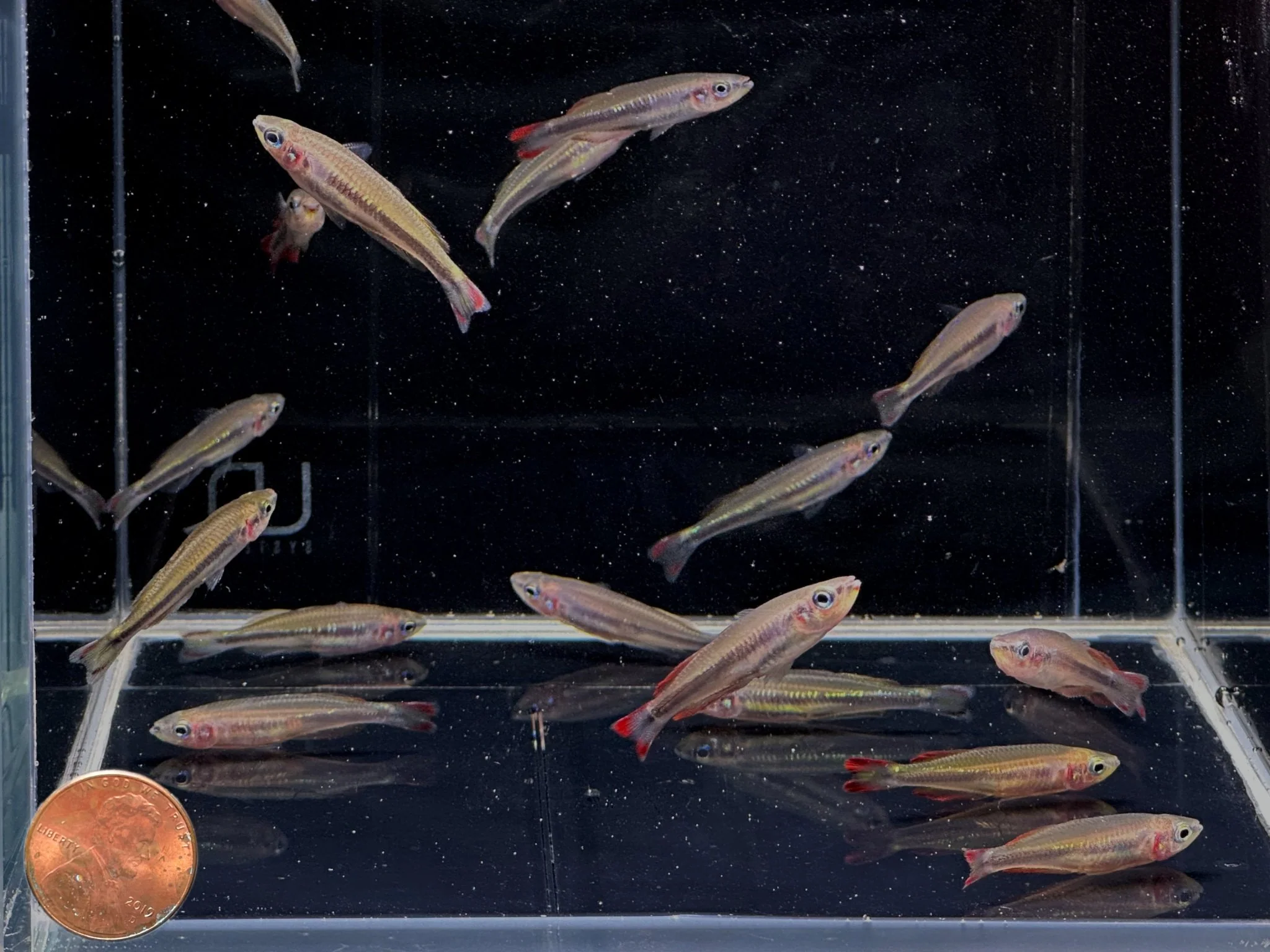Madagascar Rainbow Fish - Image 2