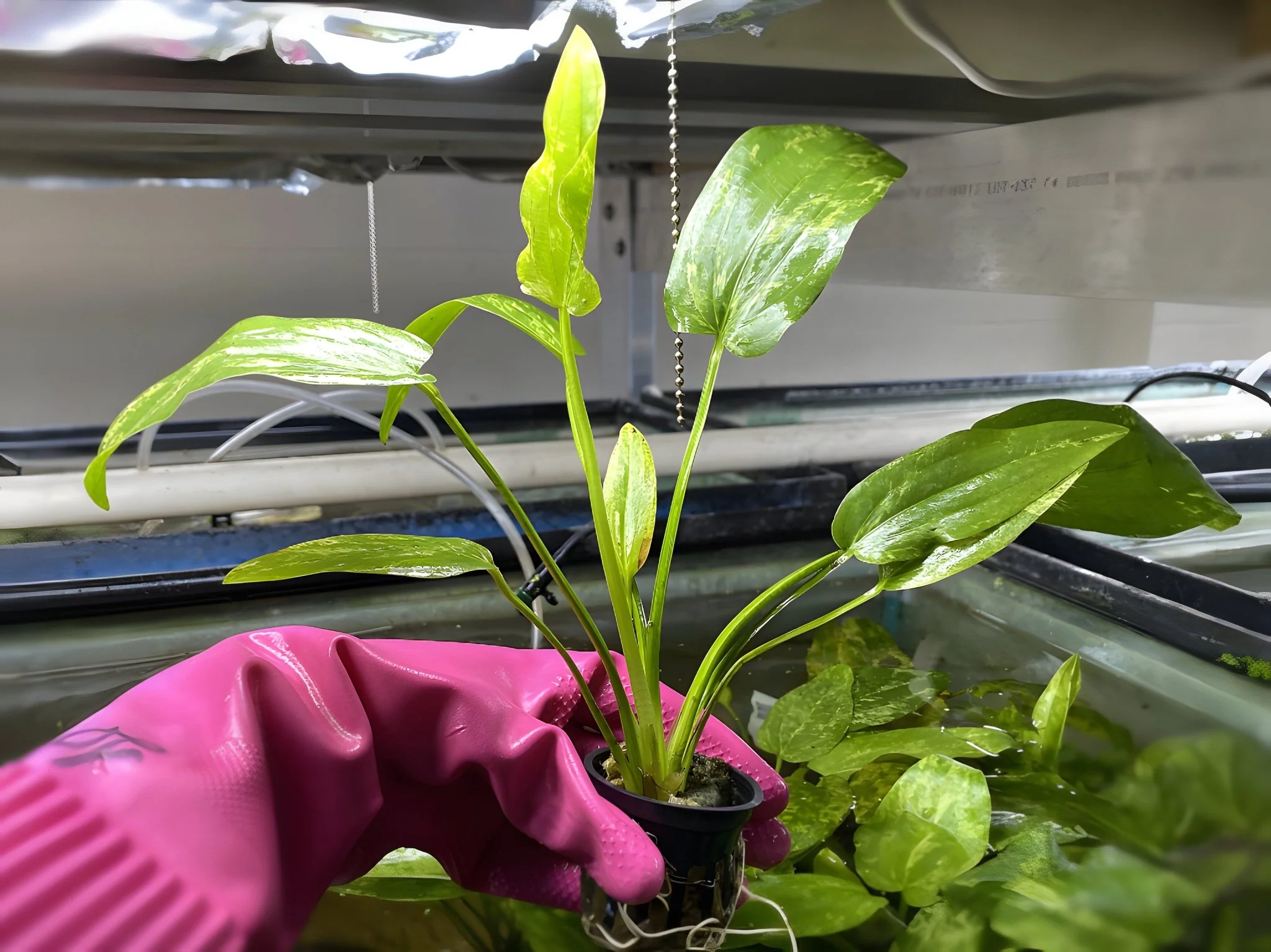 Marble Queen Sword - Potted Plant