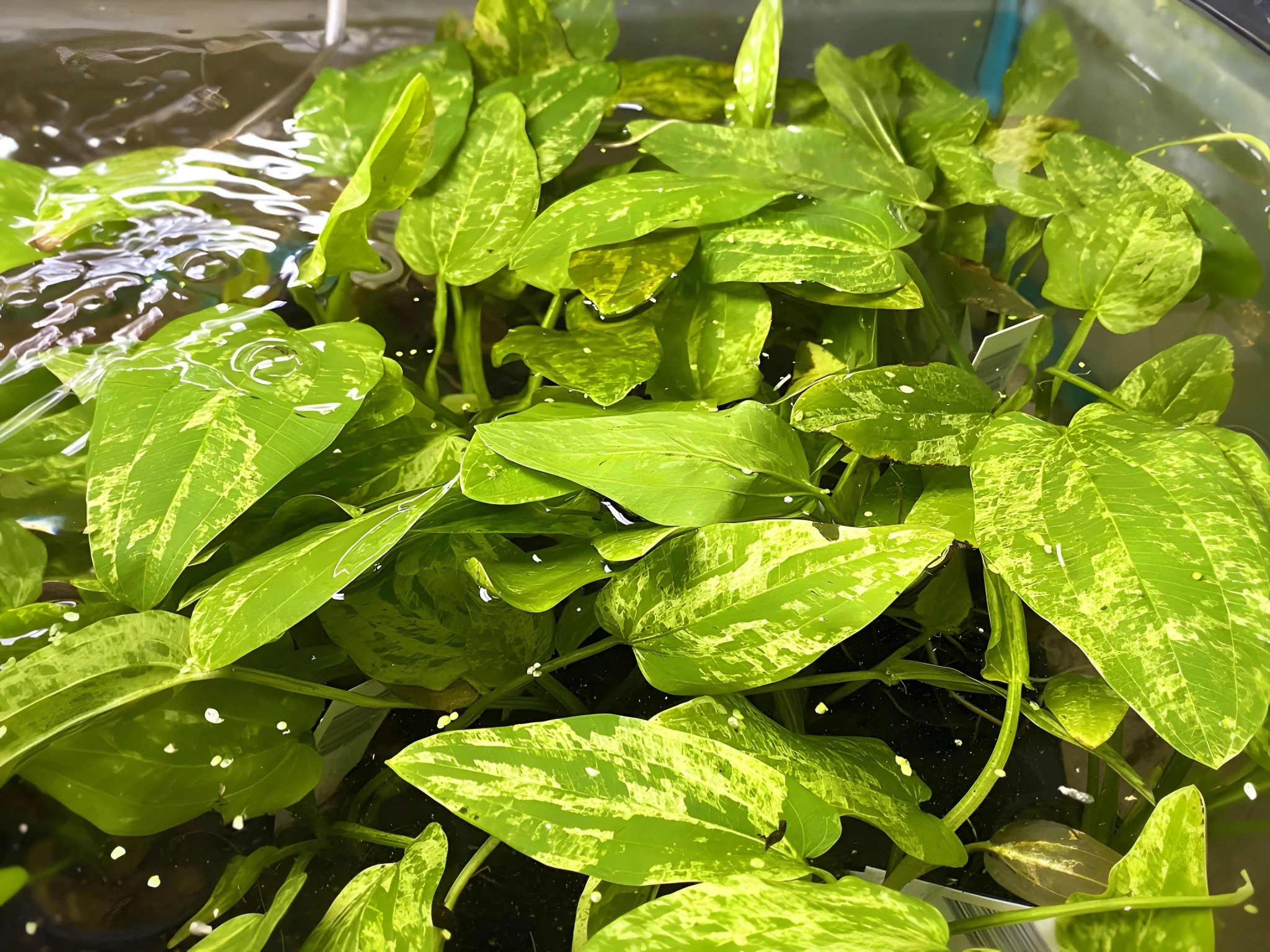 Marble Queen Sword - Potted Plant - Image 2