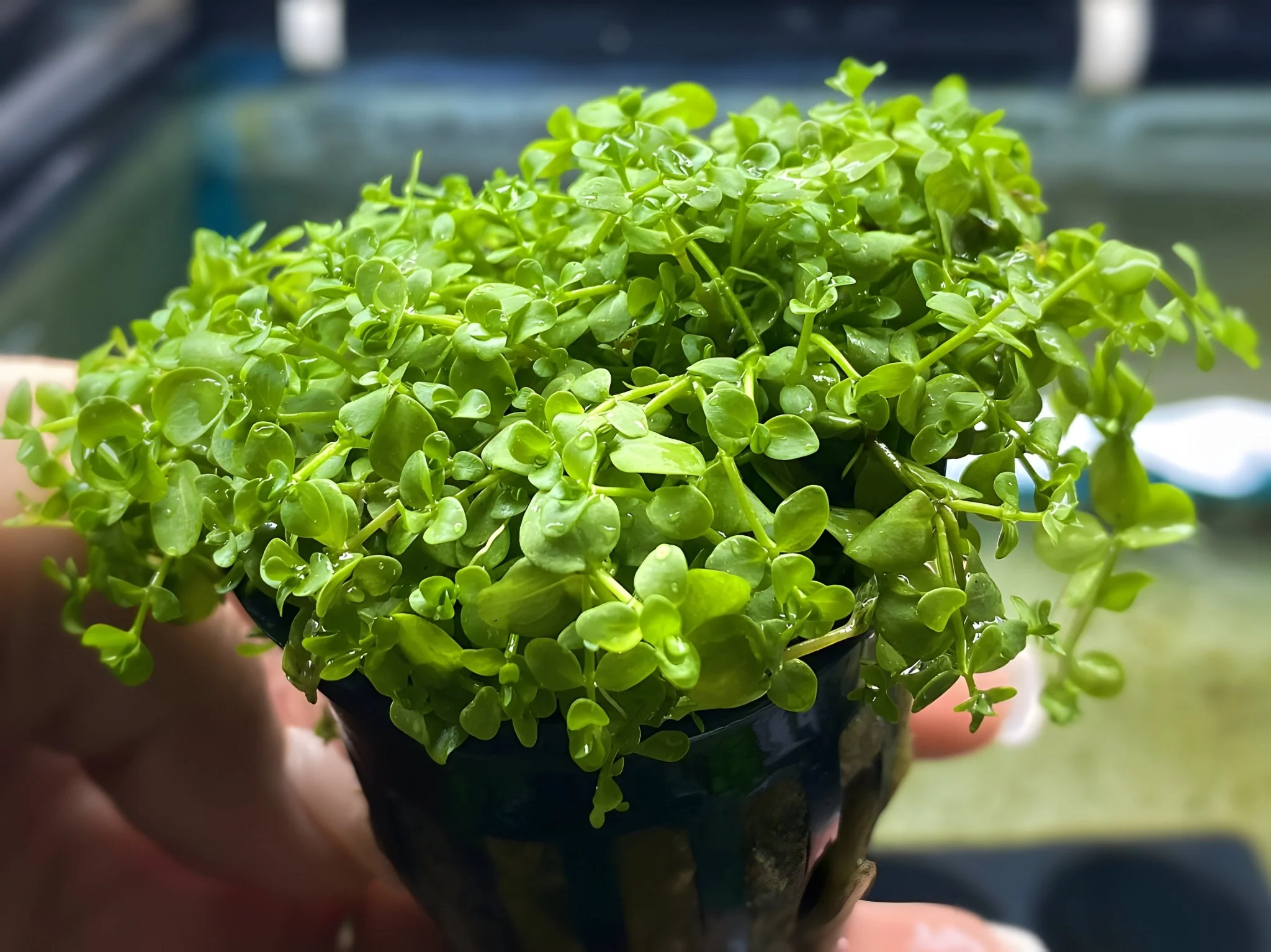Micranthemum "Monte Carlo" - Potted Plant