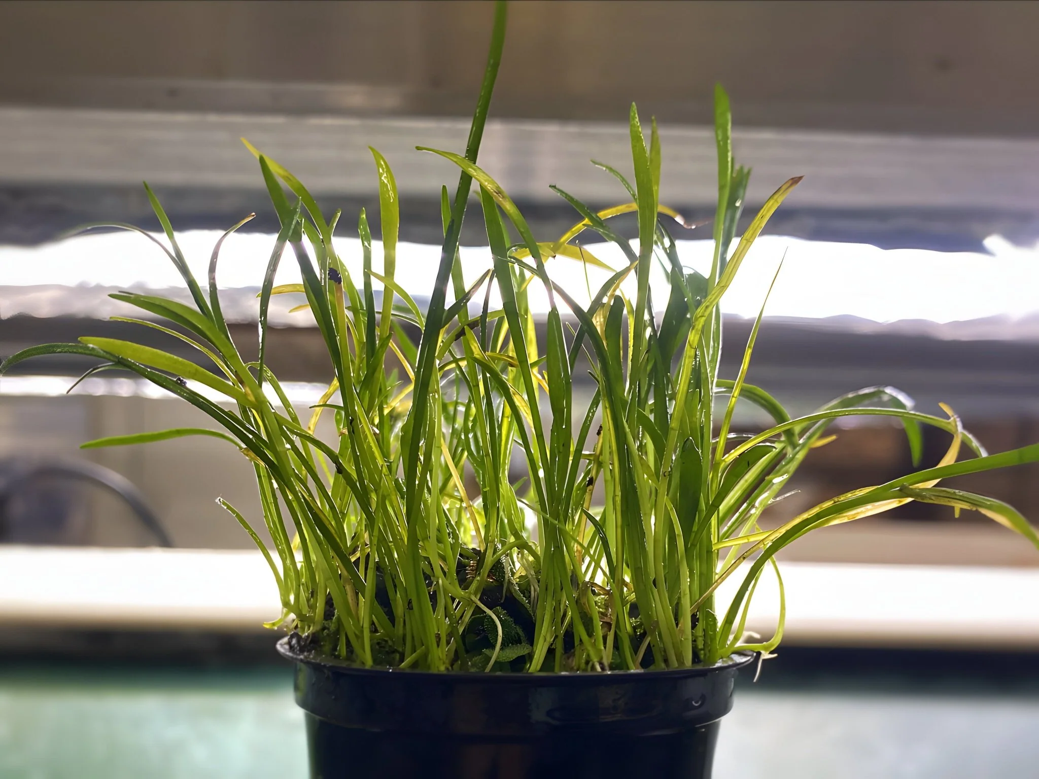 Micro Sword - Potted Plant