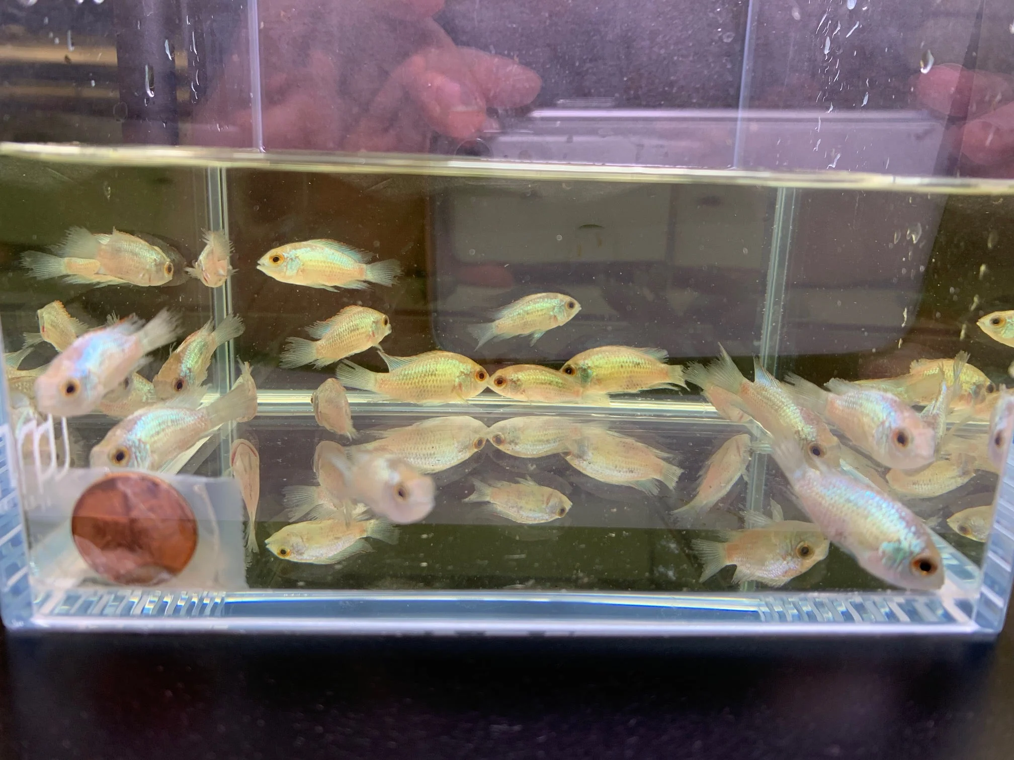 Electric Blue Acara (XS)