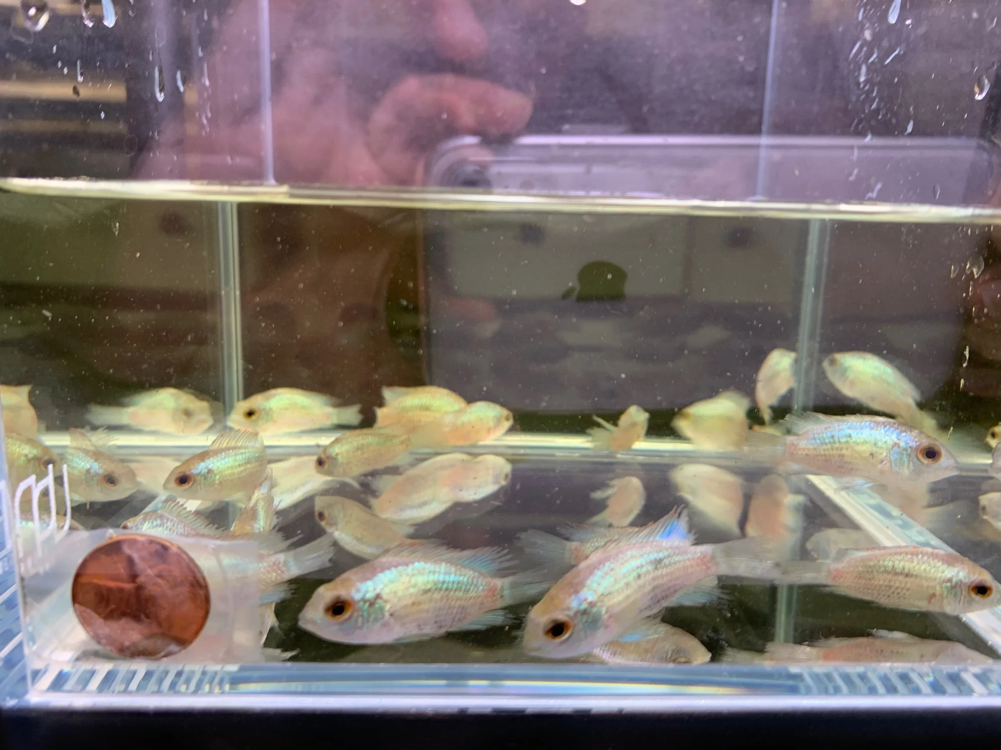 Electric Blue Acara (XS) - Image 2