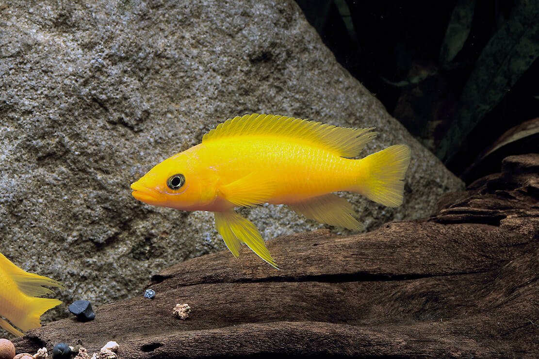 Neolamprologus Leleupi (2.5") - Image 3