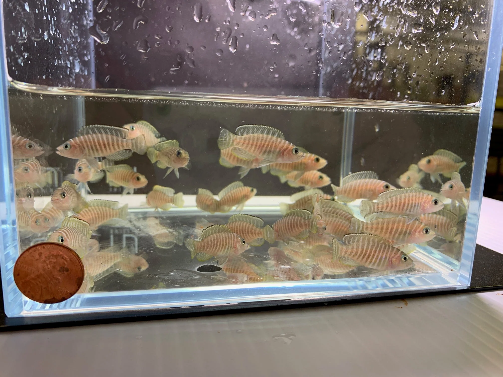 Neolamprologus similis- Zebra Shell Dweller  (1.5"-2")