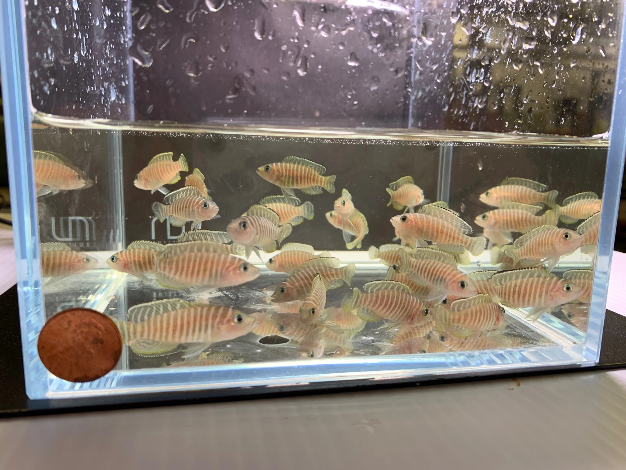Neolamprologus similis- Zebra Shell Dweller  (1.5"-2") - Image 2