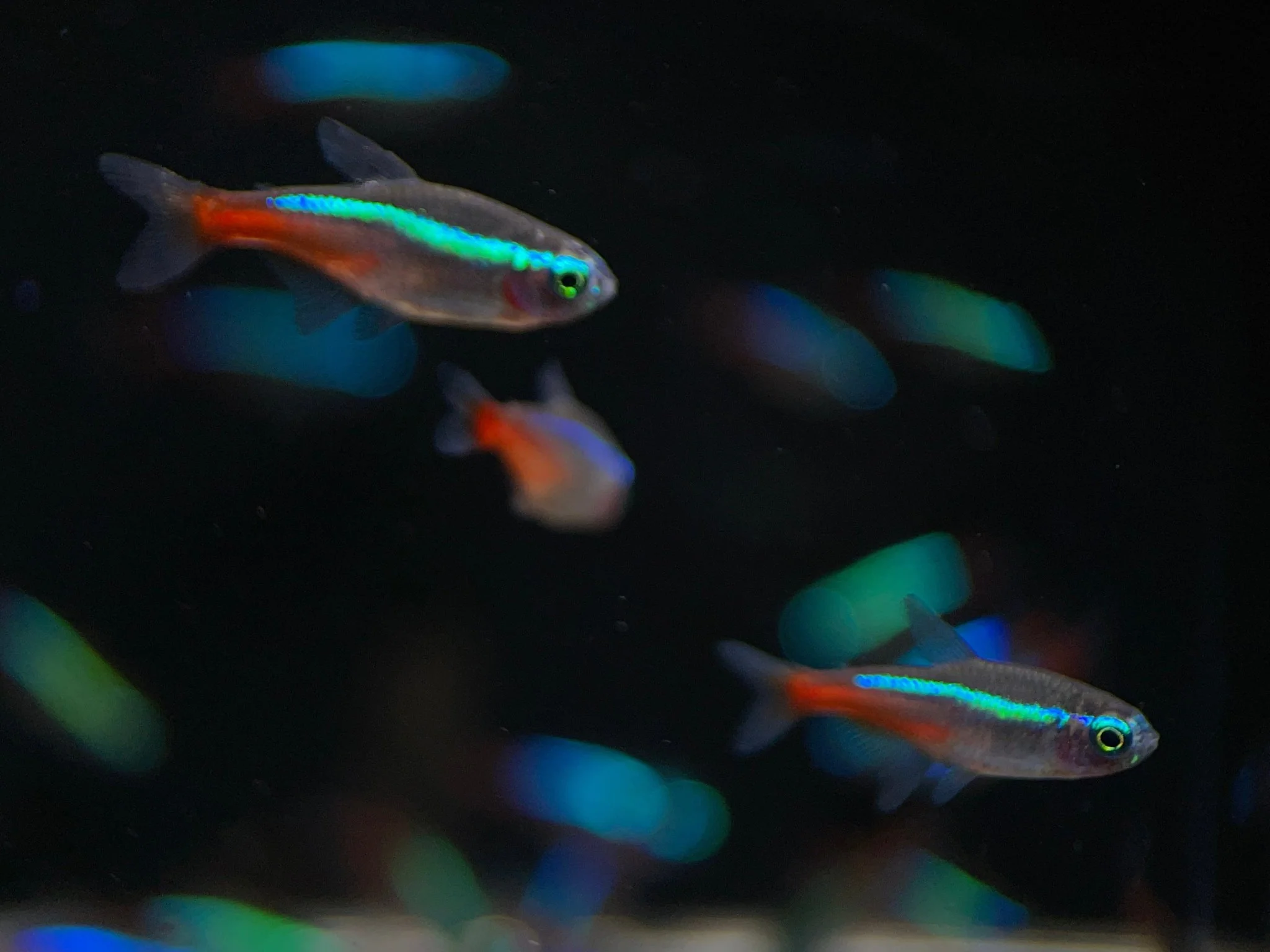 Neon Tetra (Size M/L)
