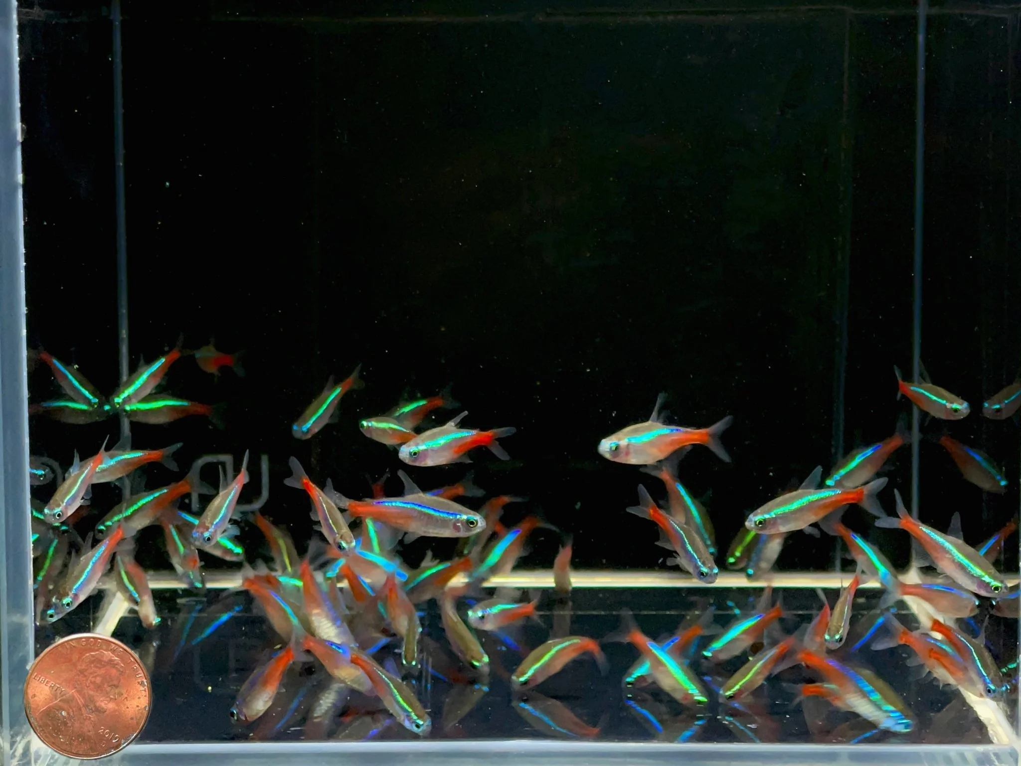 Neon Tetra (Size M/L) - Image 2
