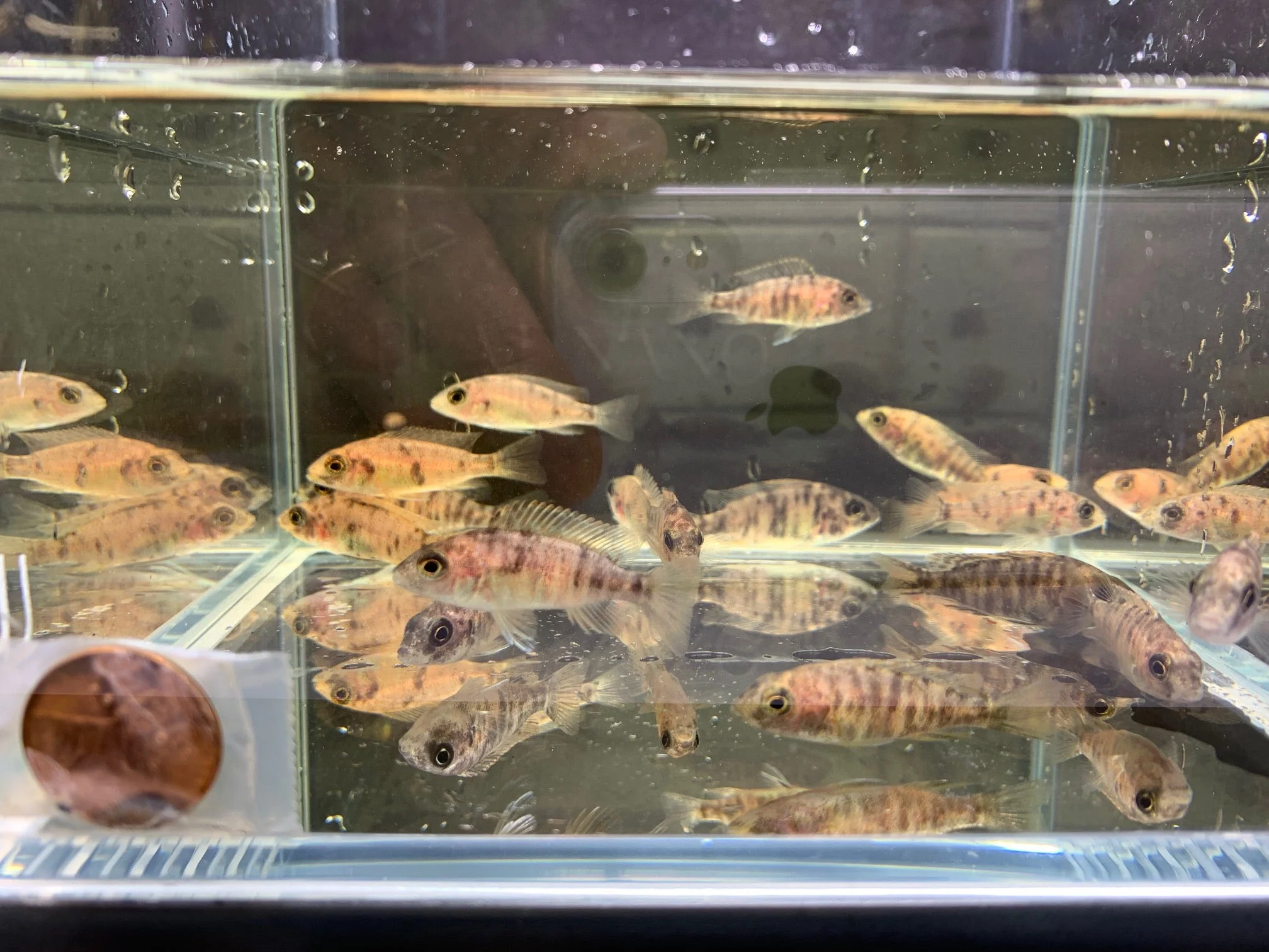 OB Raspberry Peacock