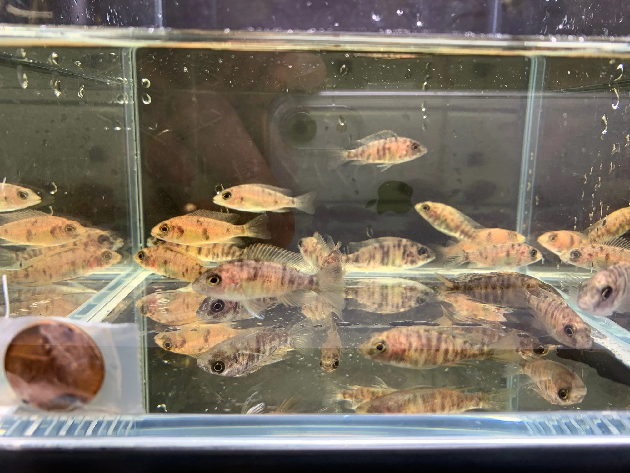 OB Raspberry Peacock - Image 2