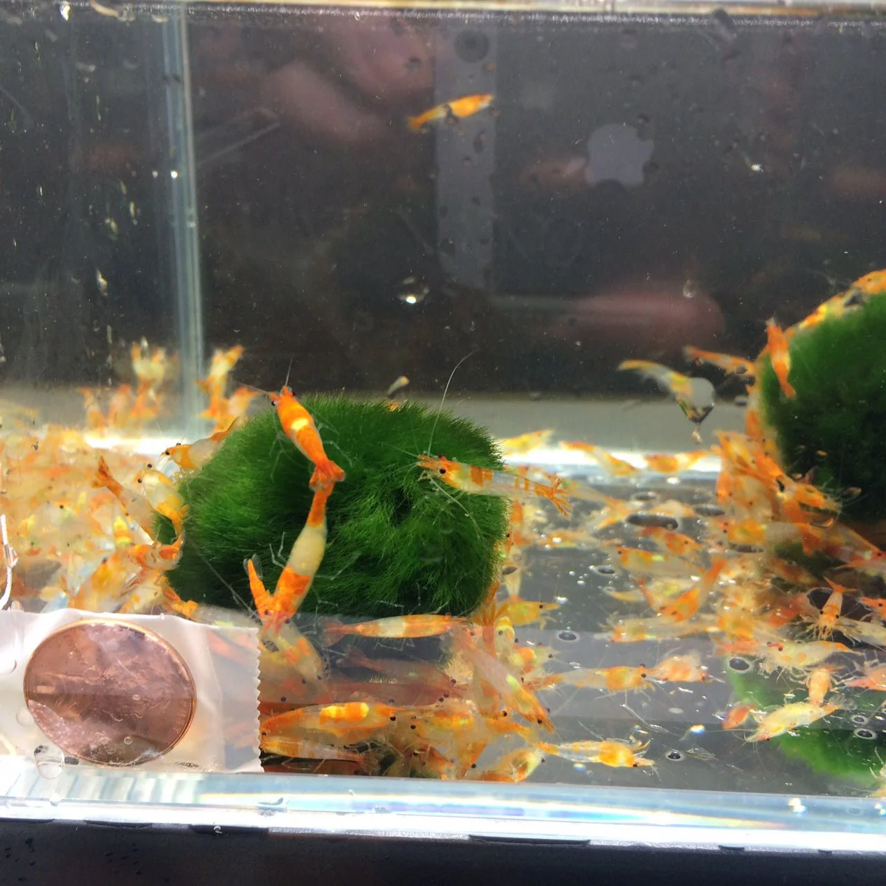 Orange Rili Shrimp - Image 3