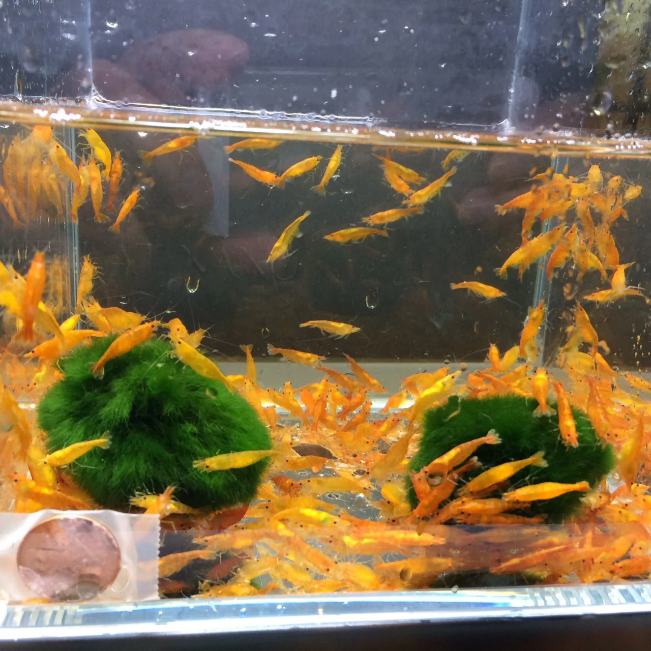 Orange Shrimp - Image 3