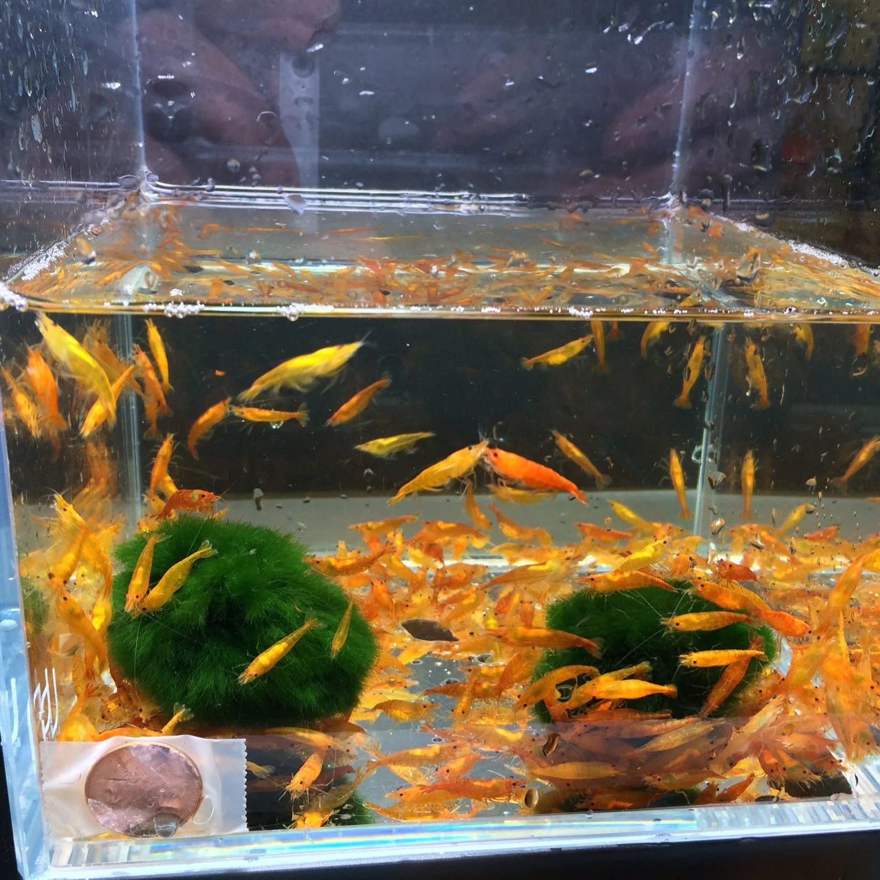 Orange Shrimp - Image 4