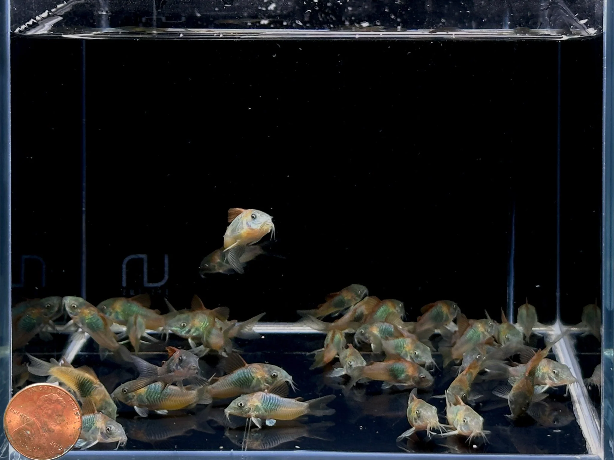 Orange Venezuelan Cory - Image 2