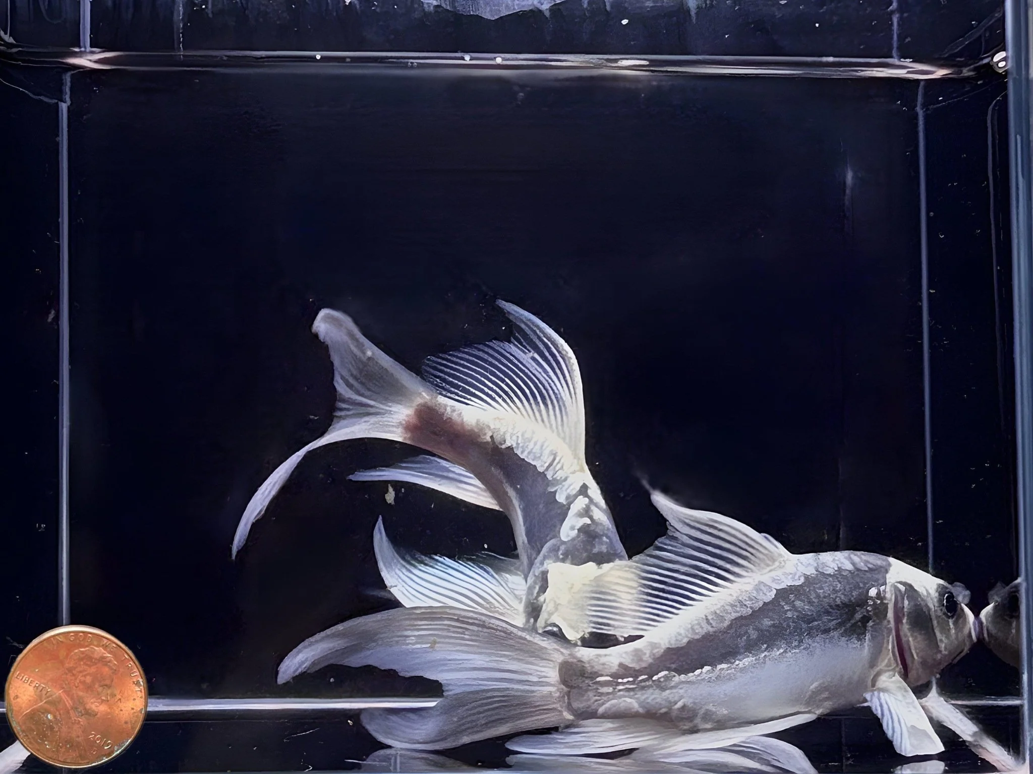 Panda Butterfly Koi (4-5") - Image 2
