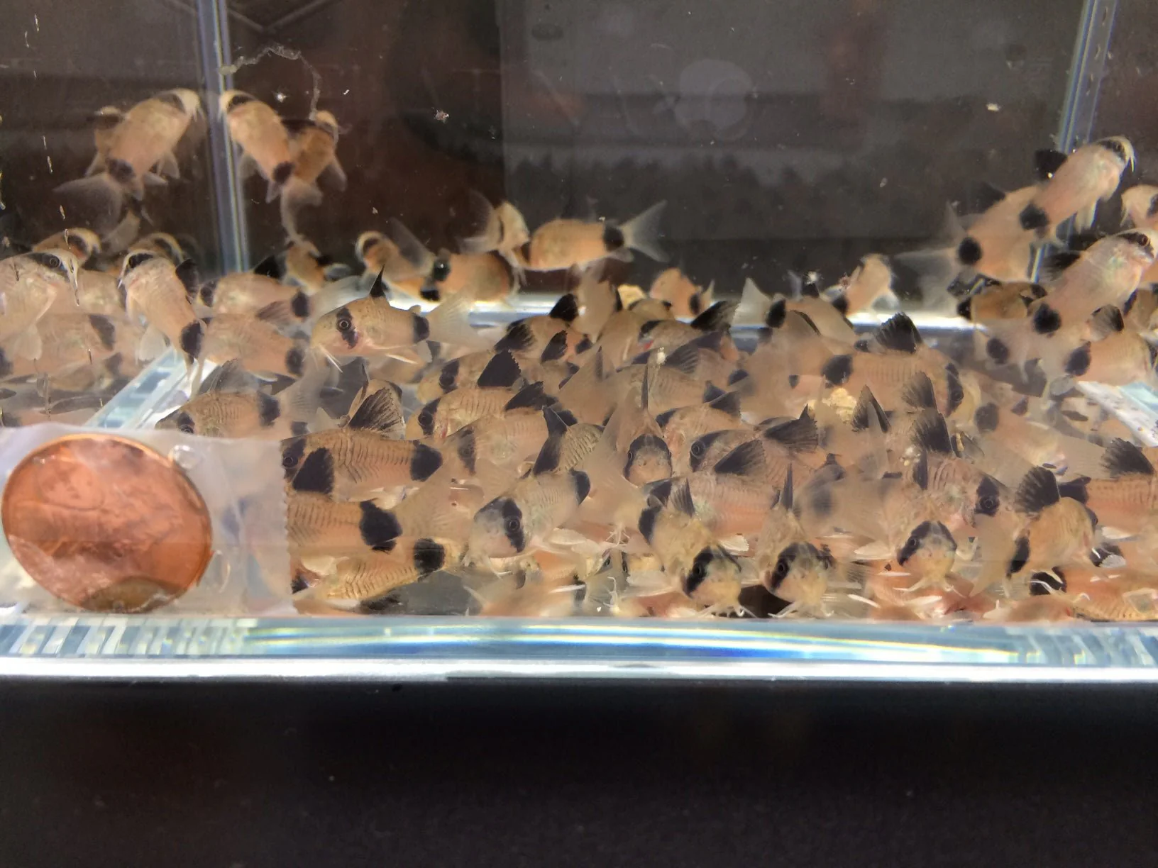 Panda Cory - Image 3