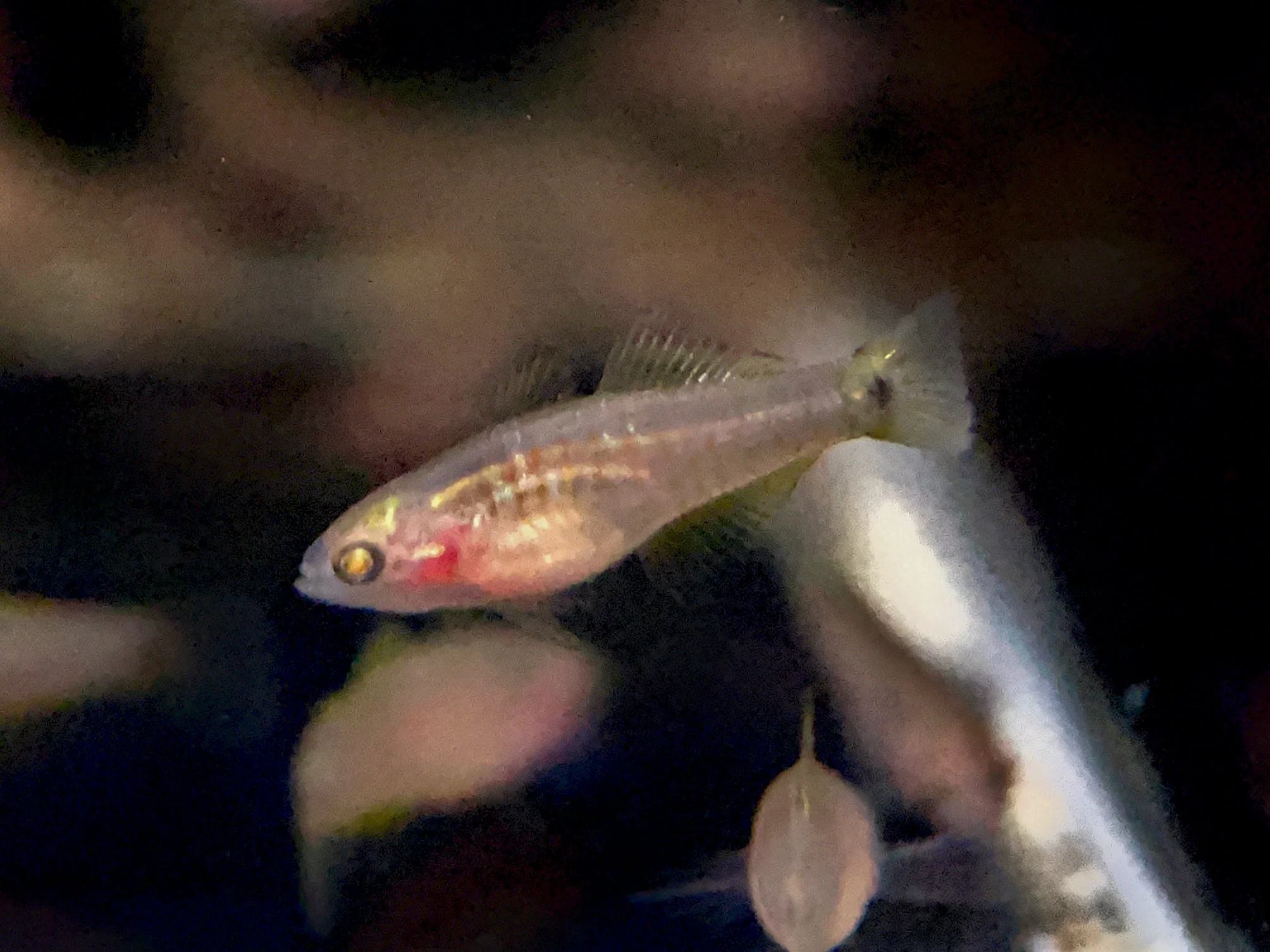 Peacock Gudgeon - Image 2